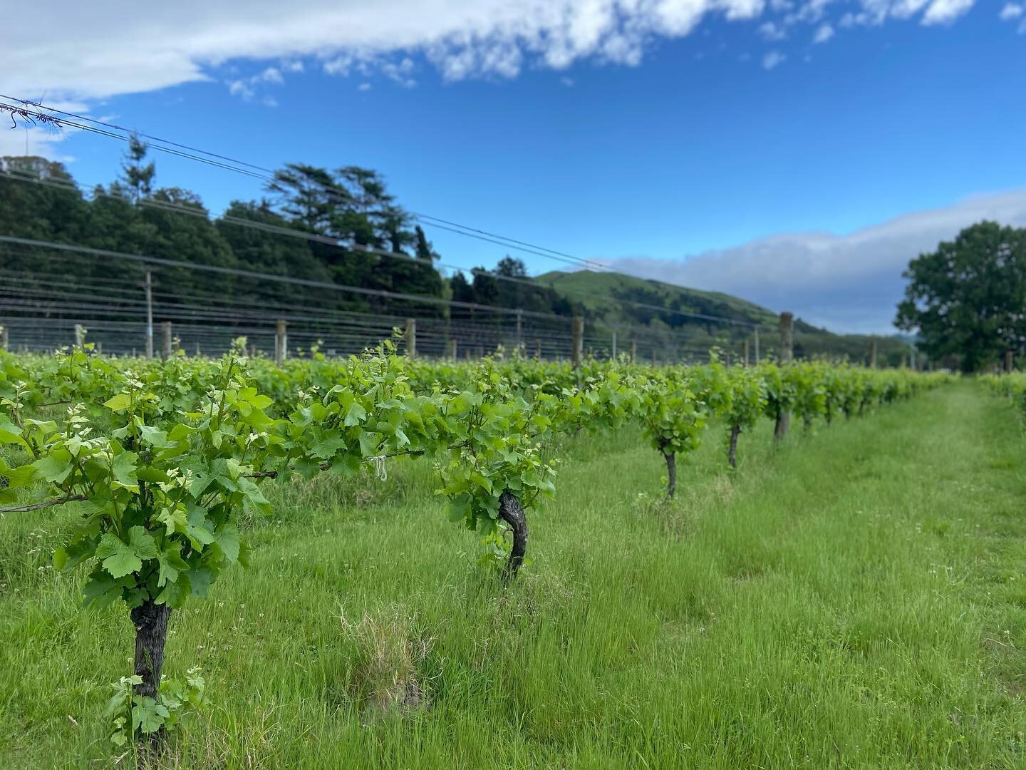 22-23 growing season is charging along. This period in the vineyard is always a bit tense as you cross fingers for a good flowering period. Bring on the sunshine #kenziewine #hbwine #rainbutnottoomuchrain