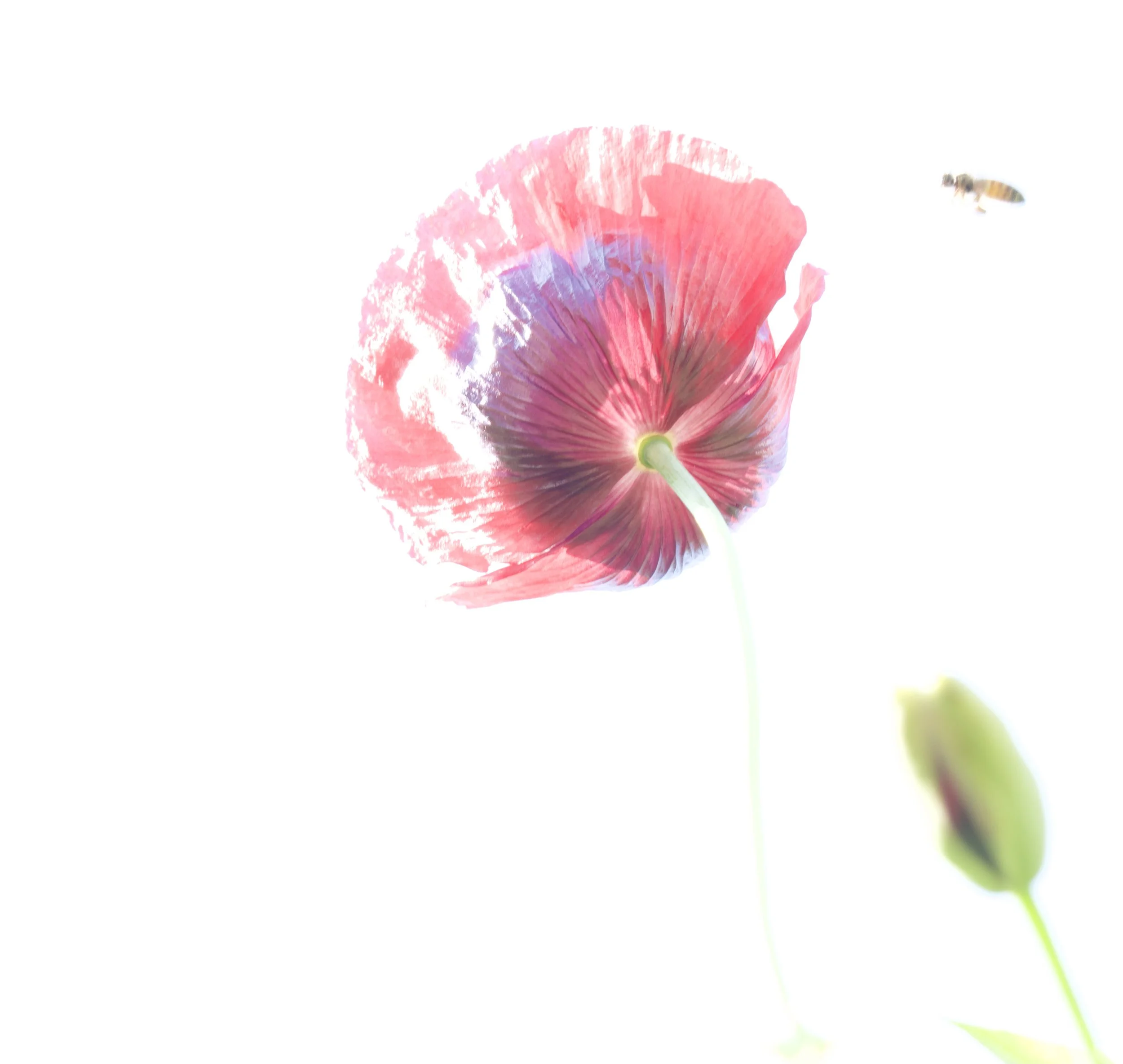 P6200230.jpeg