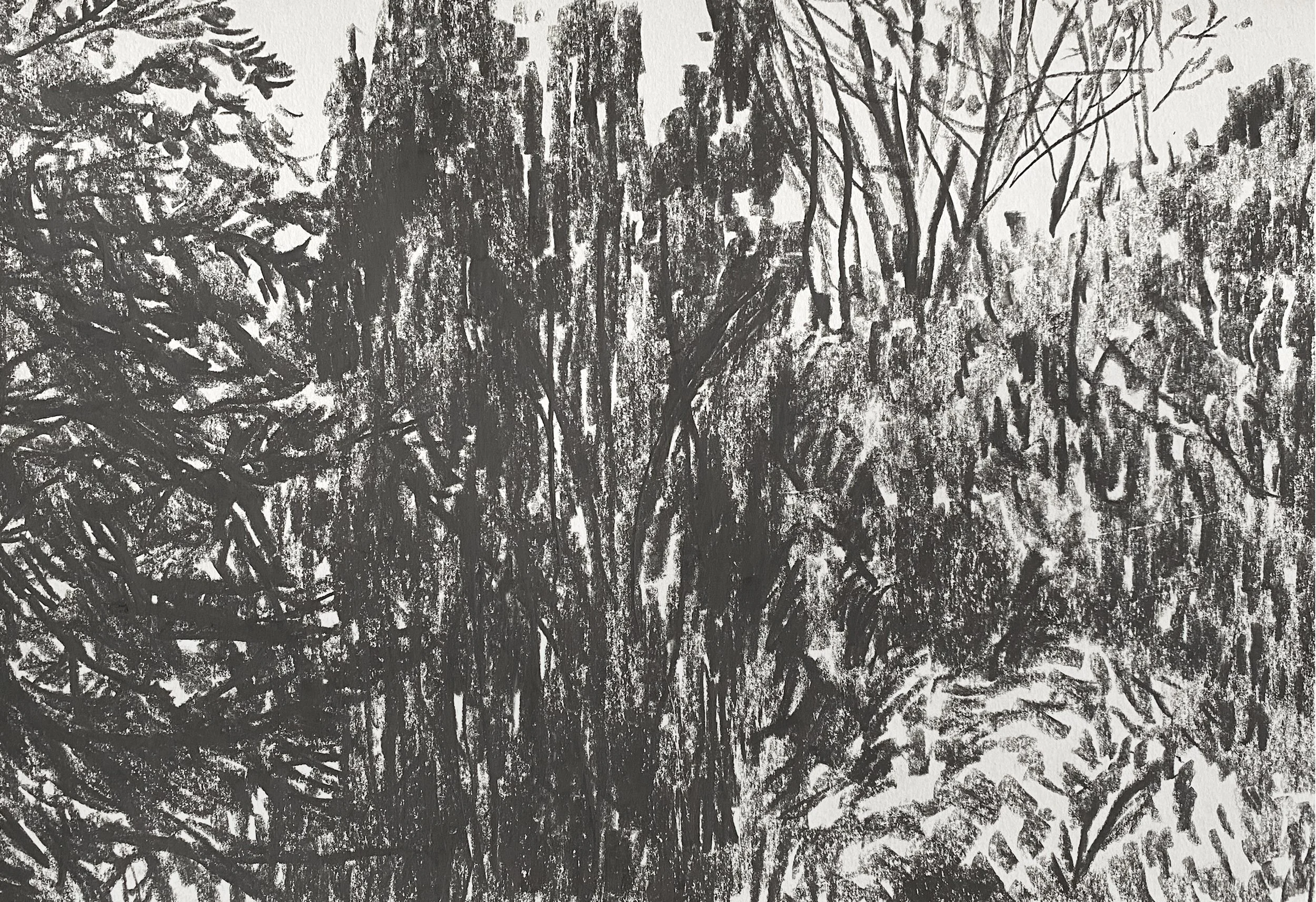 'Winter Trees'  Sapperton, graphite on paper, 2026
