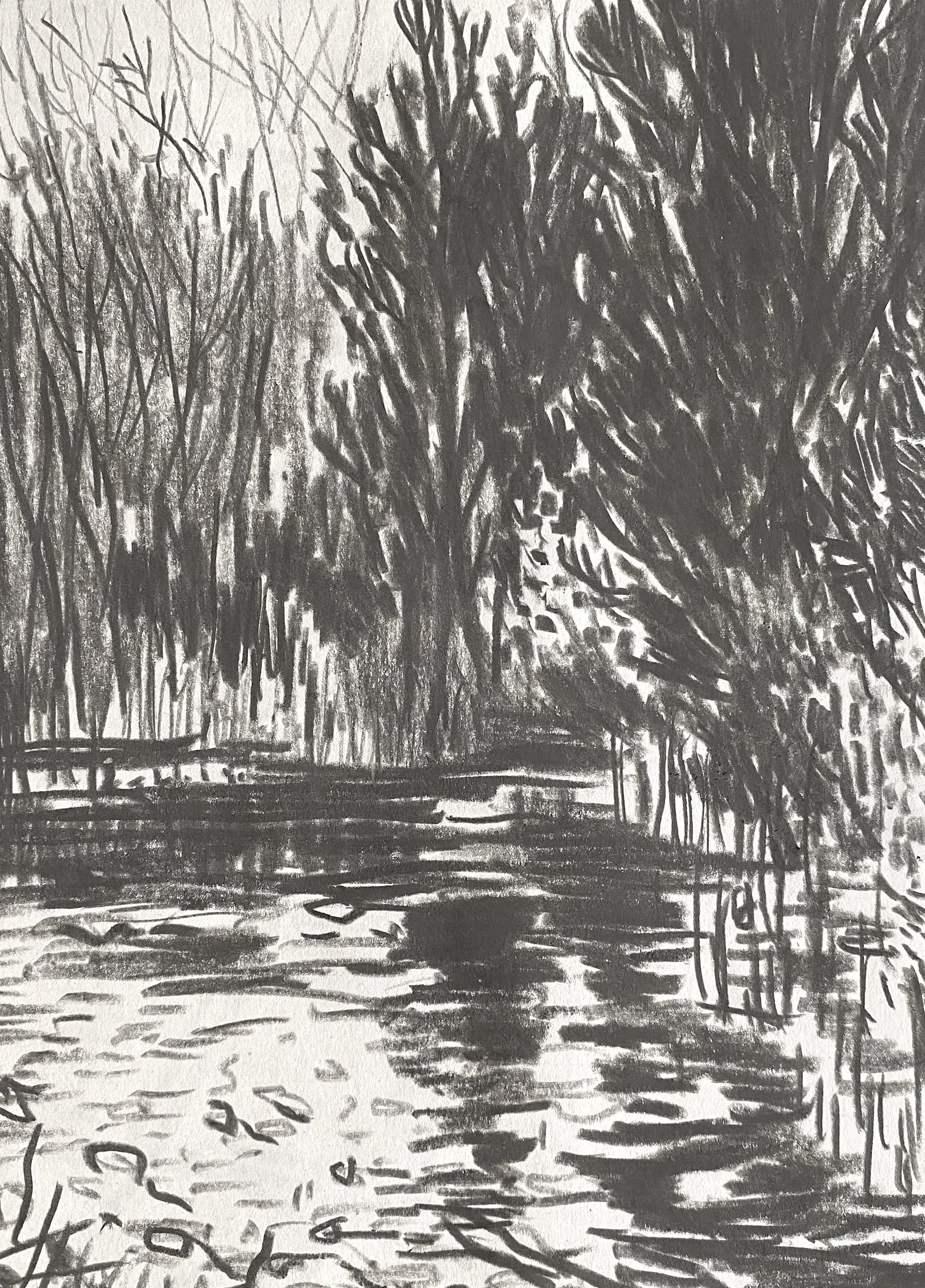 'Winter Trees with Reflection'  Miserden, graphite on paper, 2026
