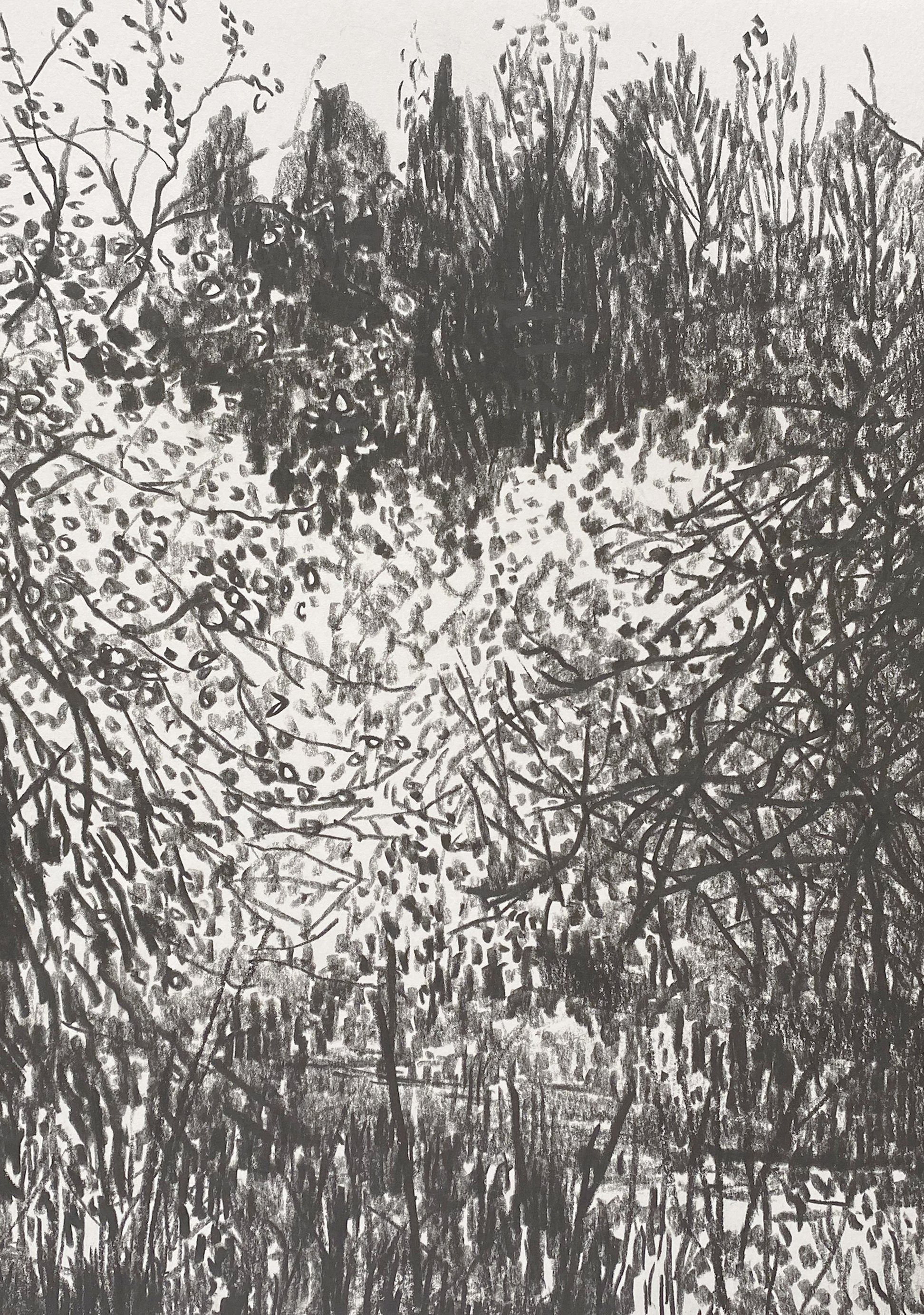 'Bull Banks Lake'  Bull Banks, graphite on paper, 2026