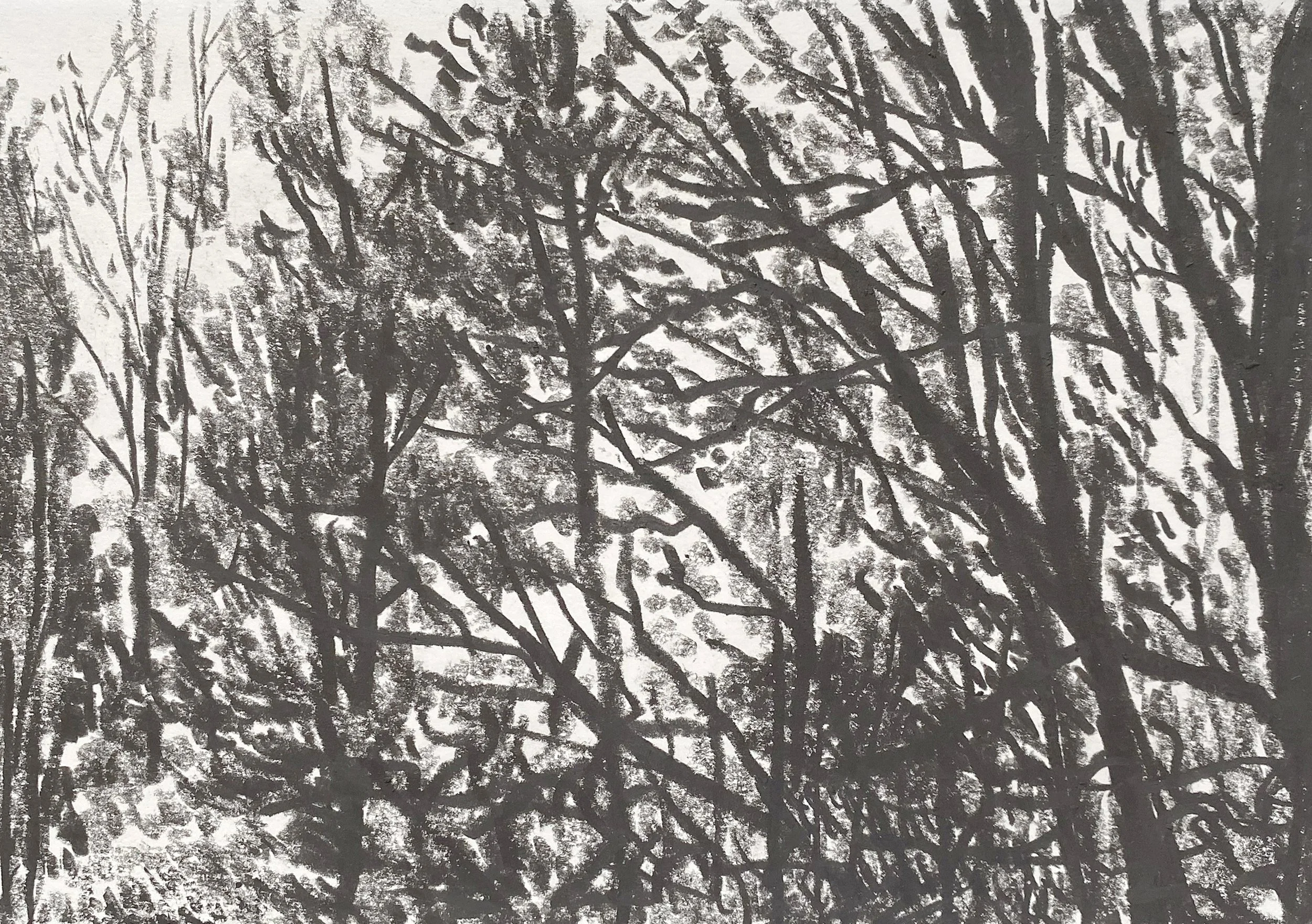 ‘Furze Wood No.2’ Miserden, graphite on paper, 2026