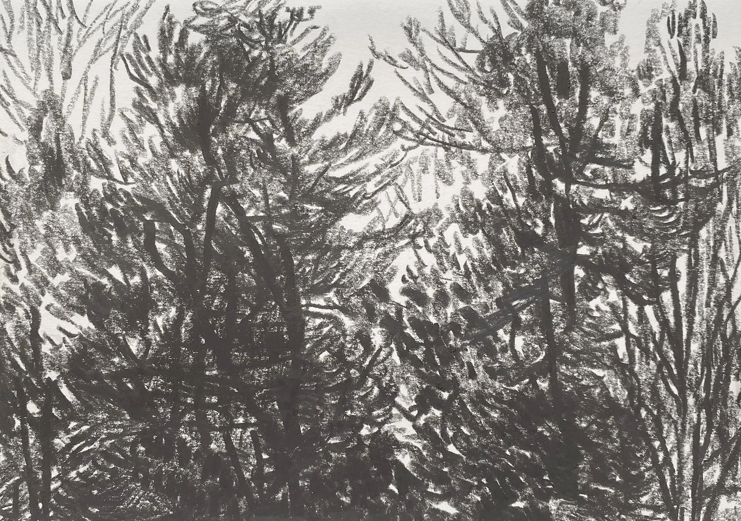 ‘Furze Wood No.1’ Miserden, graphite on paper, 2026