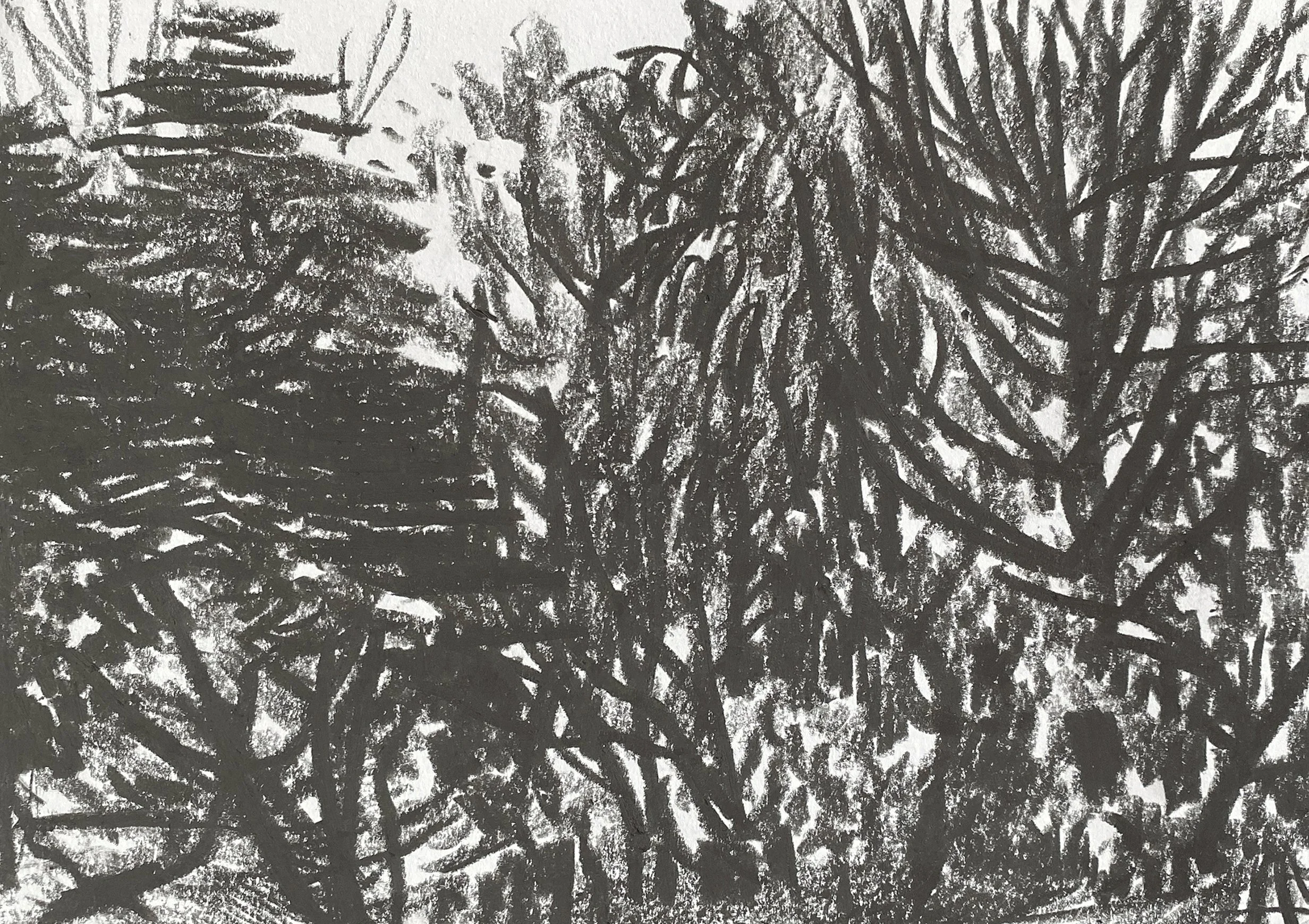 'Into the Trees'  Bulls Cross, graphite on paper, 2026