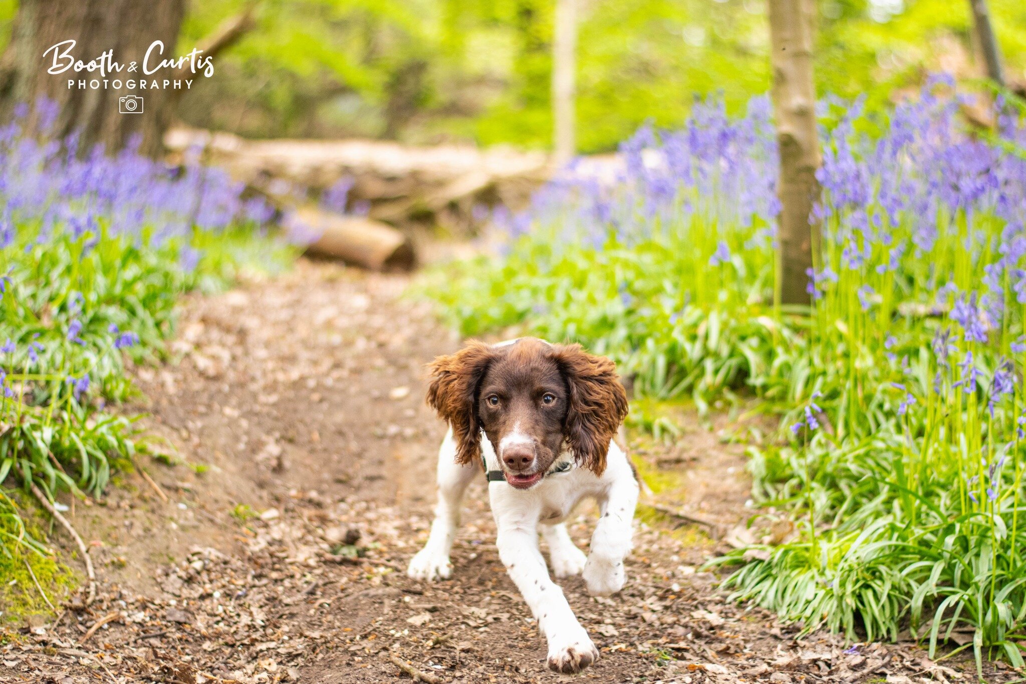 Here's the lovely Ziggy who is no longer this tiny, saying Happy Easter running through Houghall Woods. Spring is finally here!! #easter #eastersunday #eastersunday2024 #spring #springtime #spring 🌸