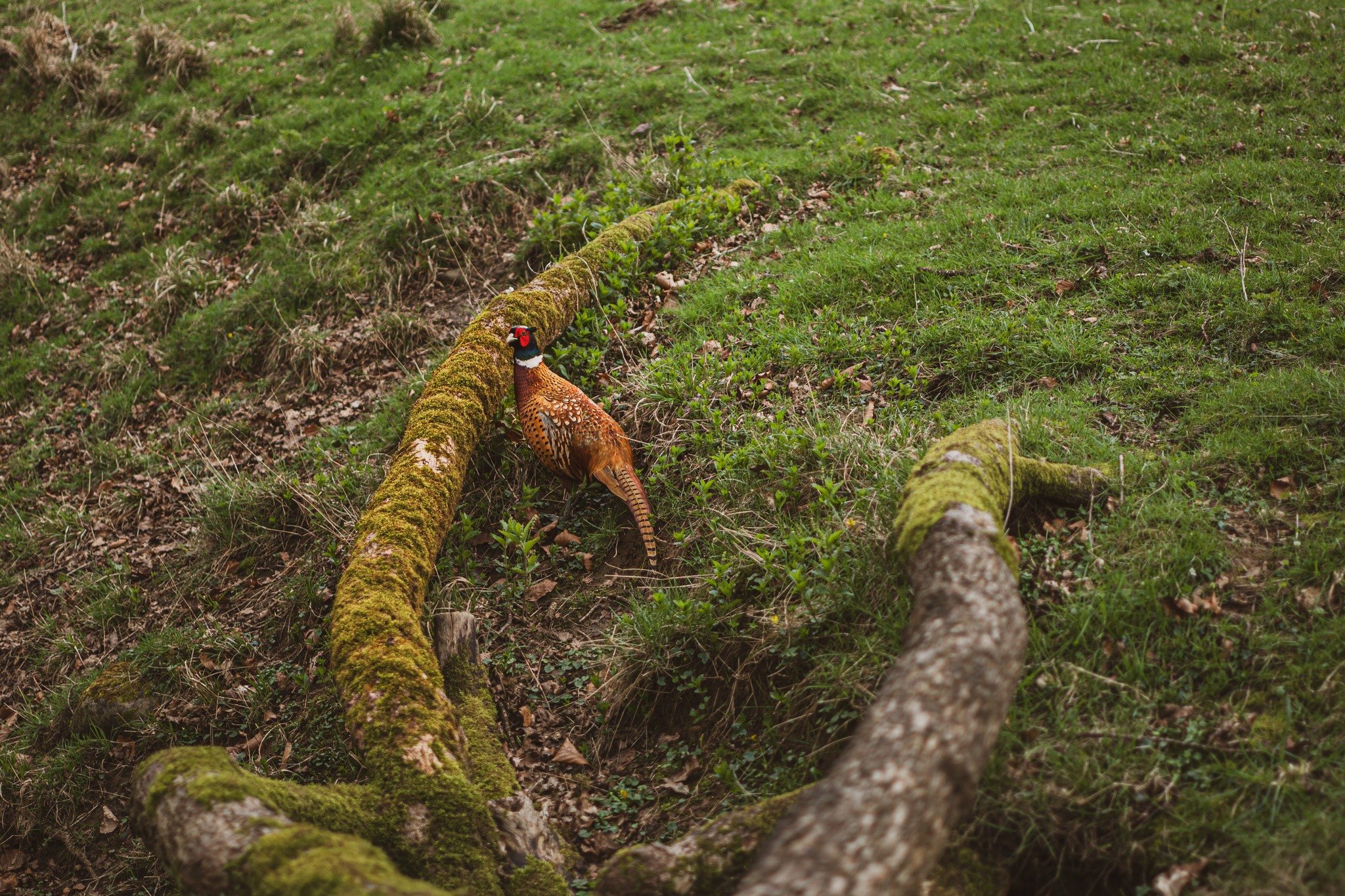 Pheasant watch! No, this wasn't in Scotland but in Ripon that we spotted this little fella. 

It was supposed to be a deer park but we saw more pheasants that anything else. 

Crystal was a lot better at sneaking up on them to take a photo compared t