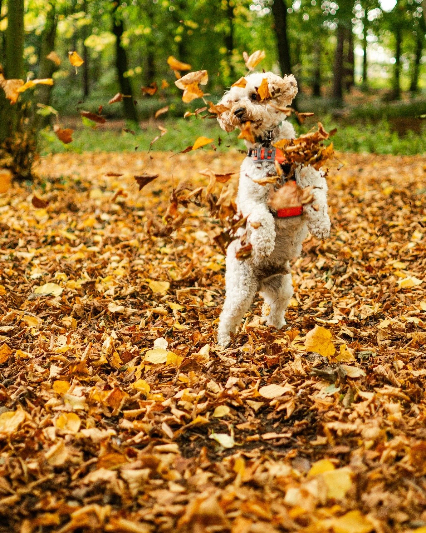 How cute is Dave the Cockapoo!? We had the pleasure of meeting him a few weeks back and took him for an autumnal photo shoot at Hardwick Park.
This was actually a Christmas present for his owners from last year, so if you're unsure of what to get yo