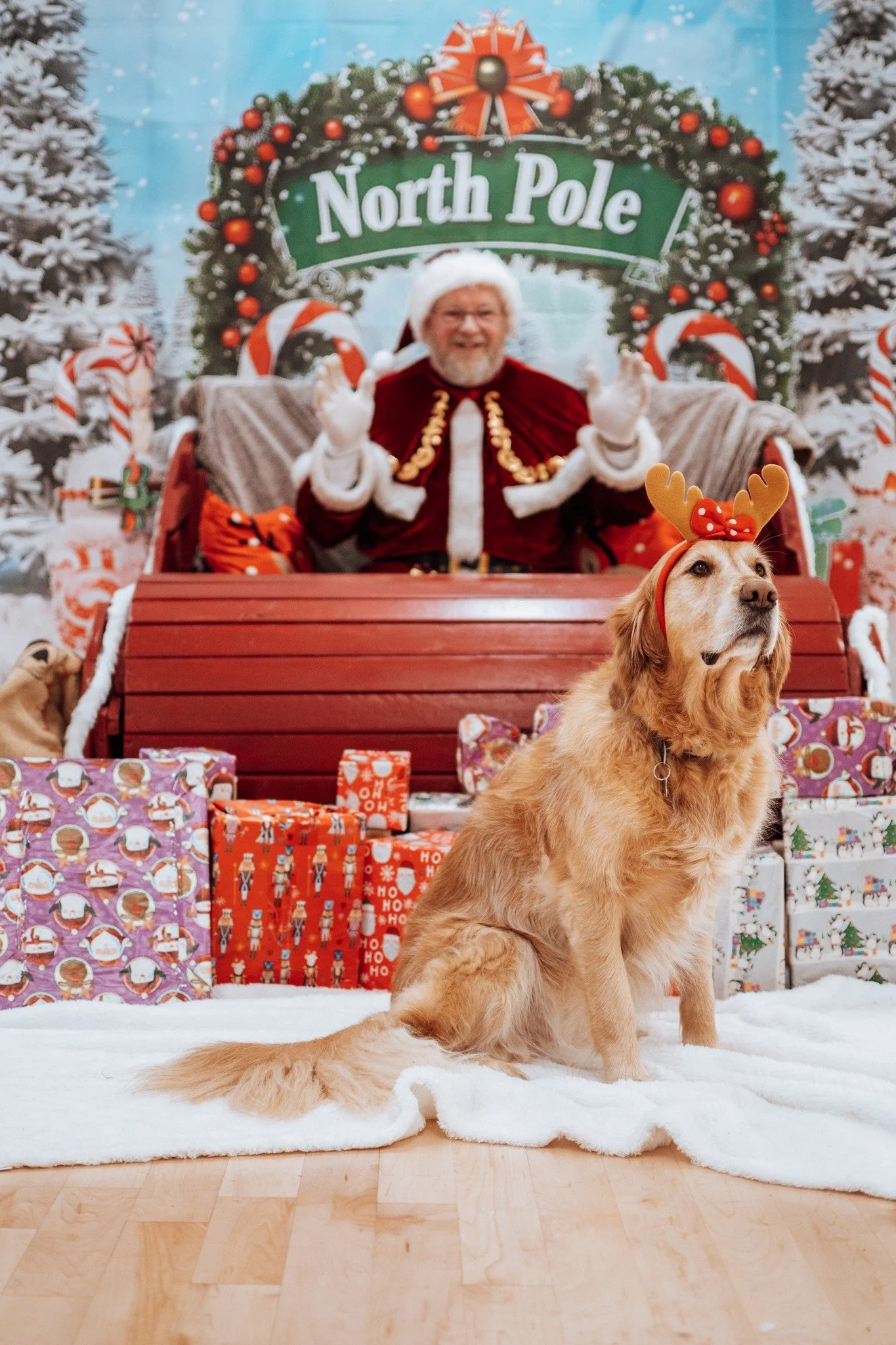 Now that Halloween is out of the way, we have an announcement! We're once again partnerning with our friends Guide Dogs Chester le Street &amp; Durham to offer a special Santa Paws photoshoot, with ALL money raised going directly to benefit Guide Dog