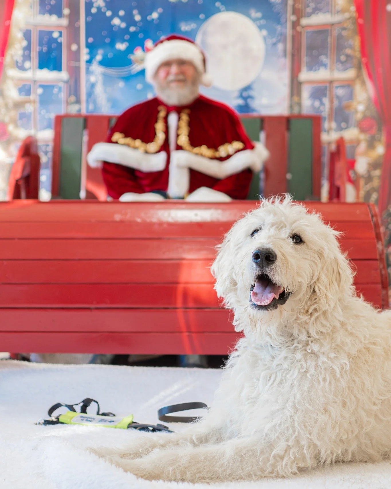 A few snaps from our Santa Paws event, organised by Chester-Le-street and Durham  Guide Dogs Fundraising Group . We had a lovely time meeting all of the pooches and they raised over &pound;500!🐾❤

If this doesn't start to make you feel Chrismassy, n