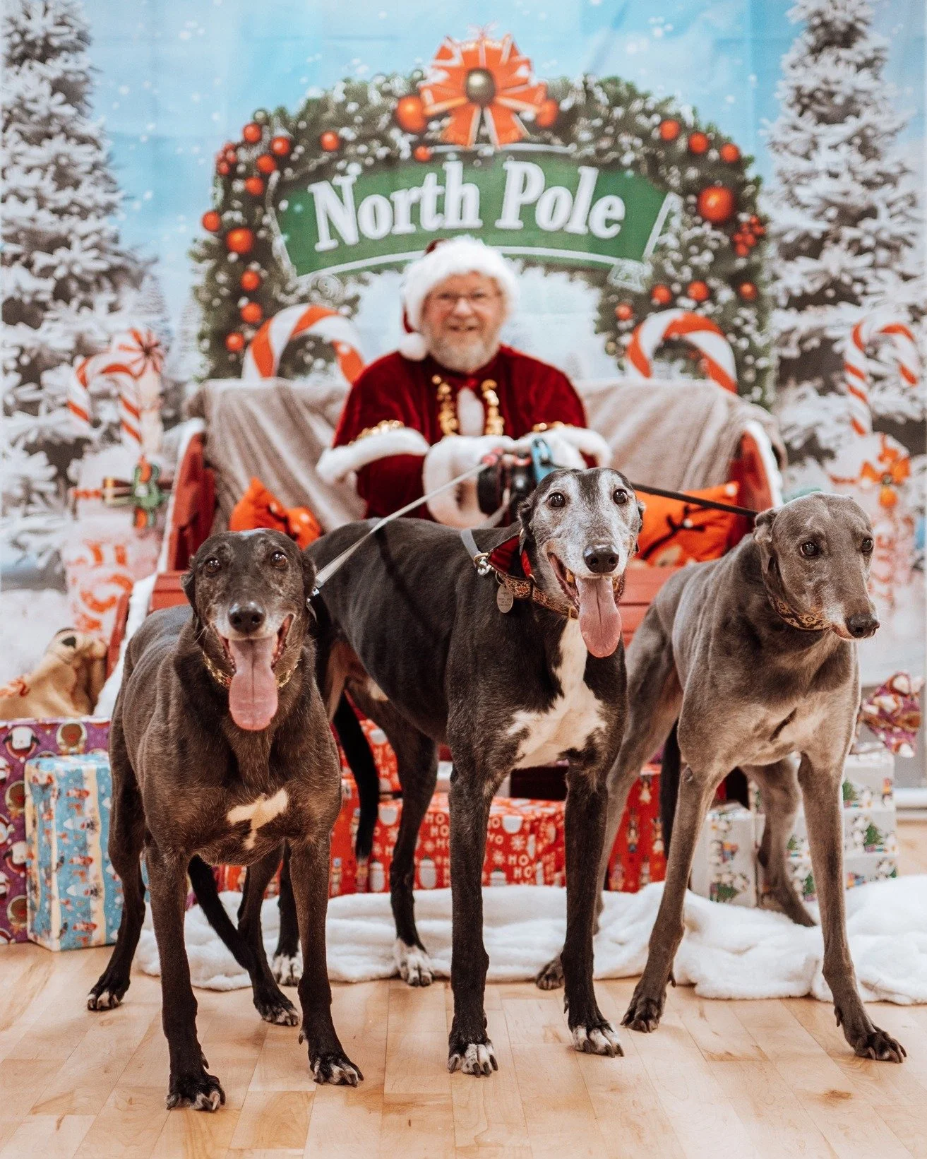 Only 1 week to go until Santa and his helpers start their journey through the skies to deliver some festive cheer!

Don't worry, he will be using reindeer, not greyhounds, otherwise he wouldn't get very far!! 

 #countydurhamphotography #weddingphoto