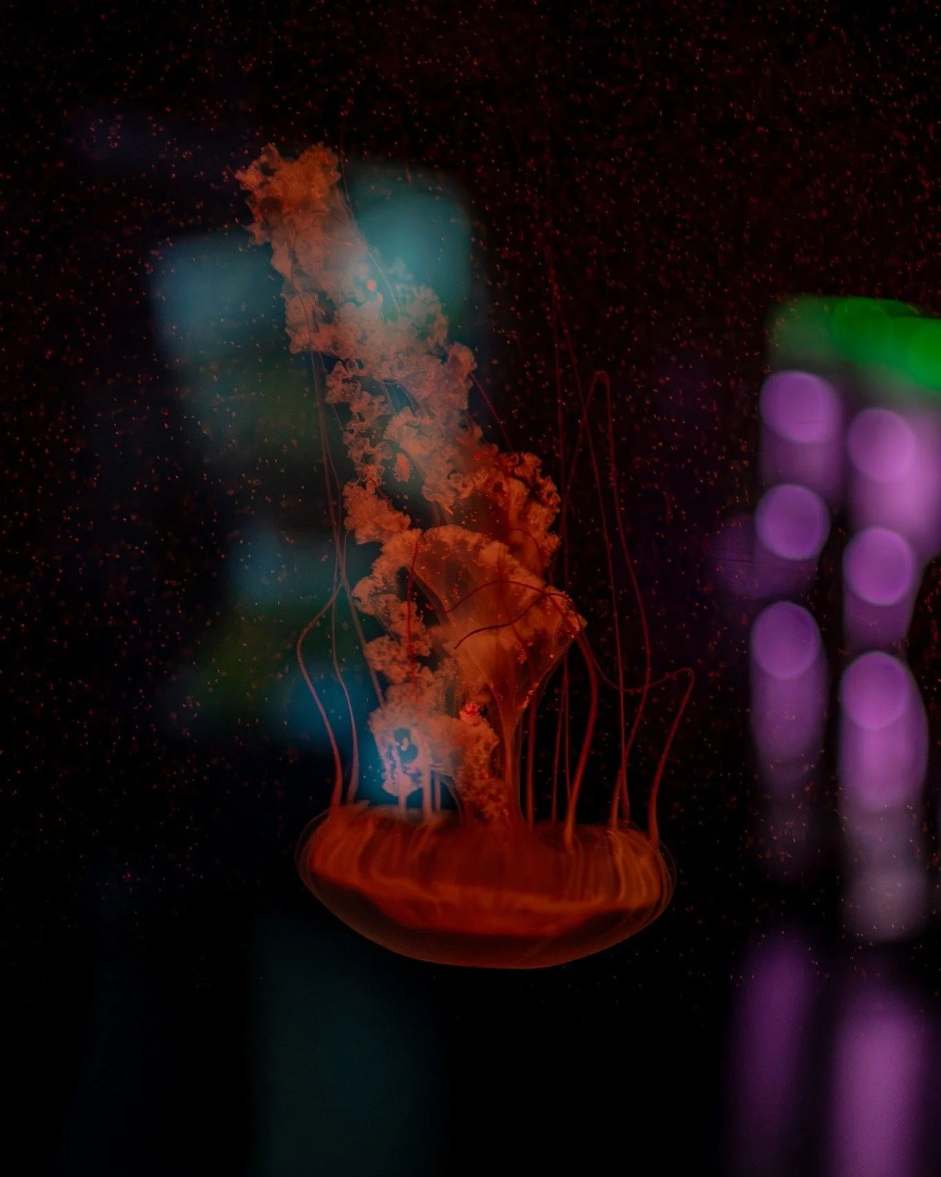 What does a wedding photographer do when they're waiting for wedding season to start? Takes photographs of jellyfish! 😆

These beauties were living in The Deep in Hull. We loved their glow in the dark -esque appearance.

 #northeastphotographer #wil