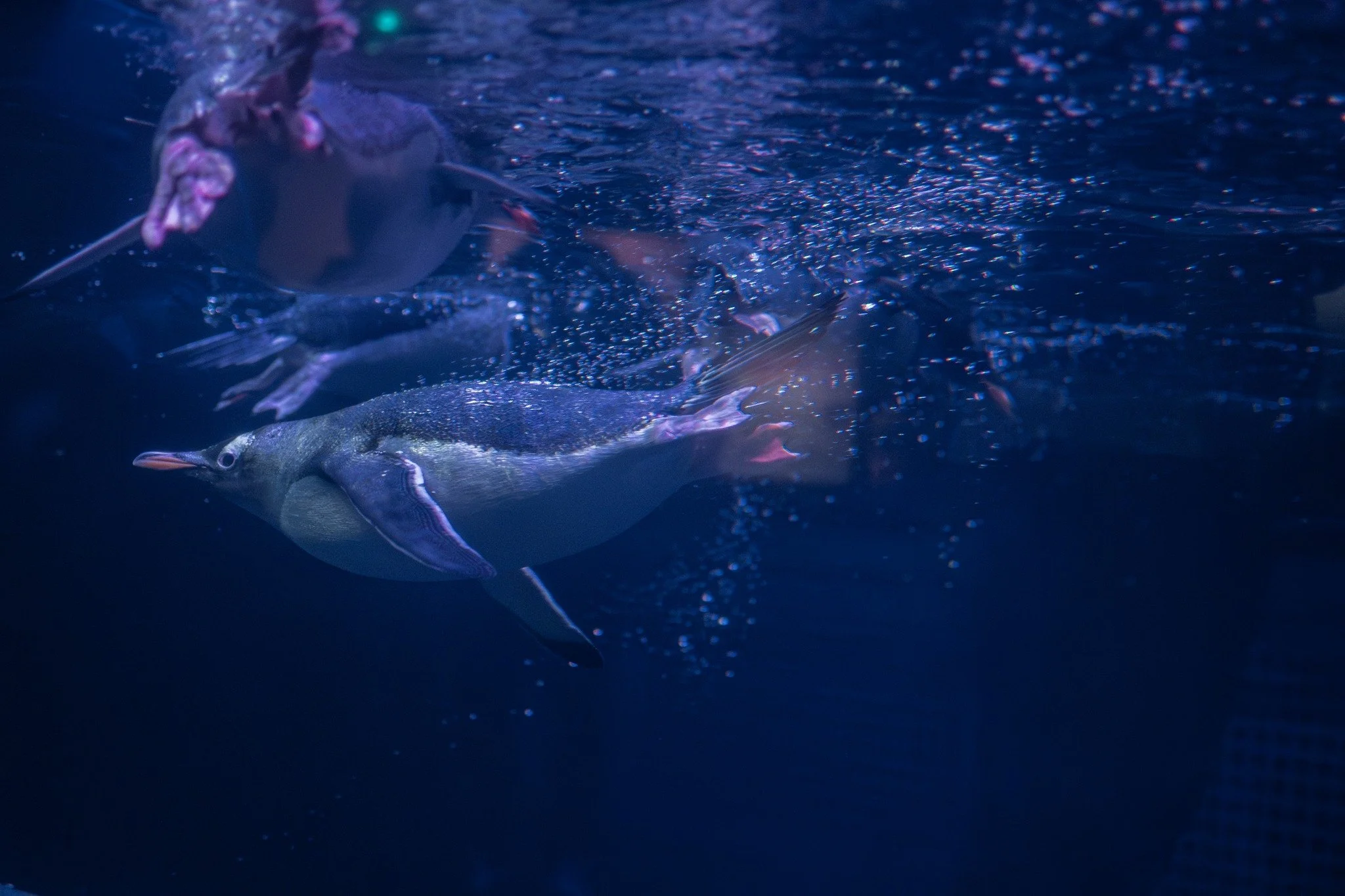 No, sadly we haven't shot an aquarium wedding, just a few more pics from The Deep! Everyone loves a penguin! 🐧

 #countydurhamweddingphotography #northeastweddingphotographers #weddingphotographer #northeastweddingsuppliers #hull #wildlife #aquarium