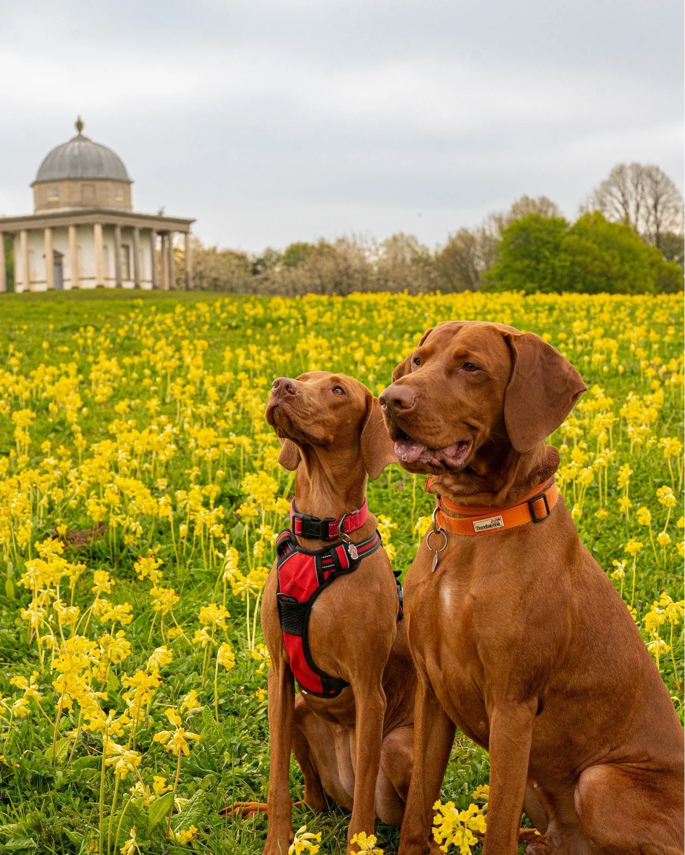 A big thank you to our wedding clients, Scott &amp; Jess, for booking us for a PhoDOGraphy shoot for Jess's parents, Dawn and Gary and their two gorgeous dogs, Jasper &amp; Molly!

We spent Sunday afternoon out at the lovely Hardwick Park, where Jasp
