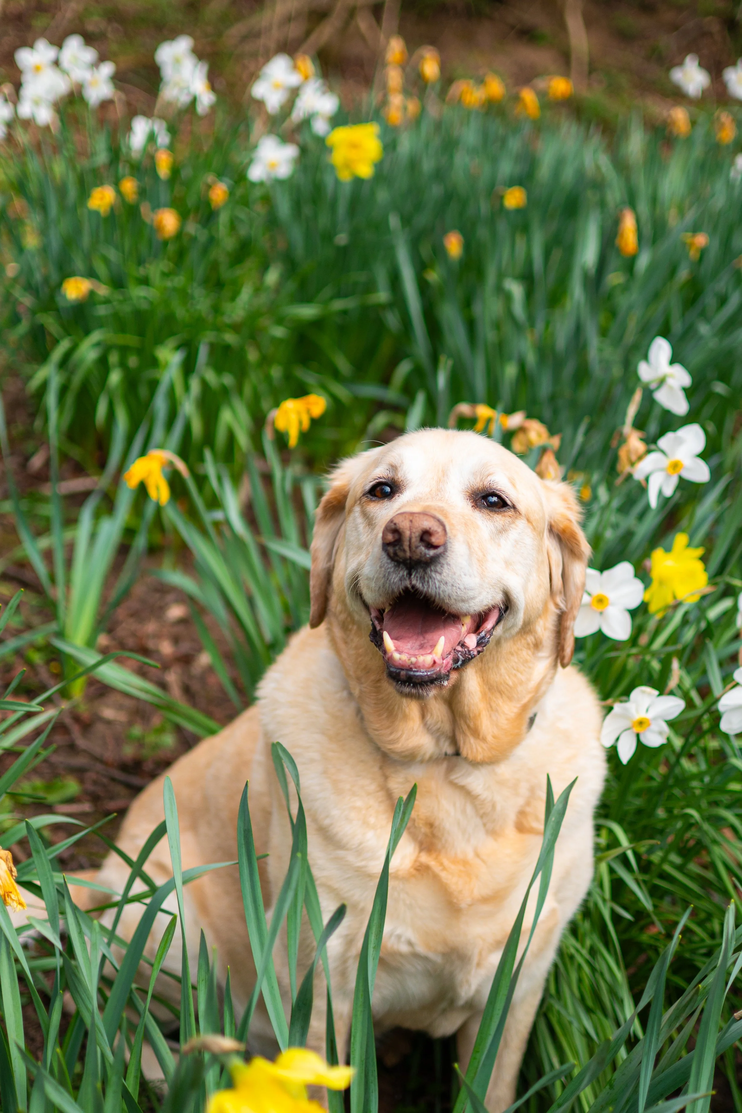 Don's Dog Photoshoot-34.jpg