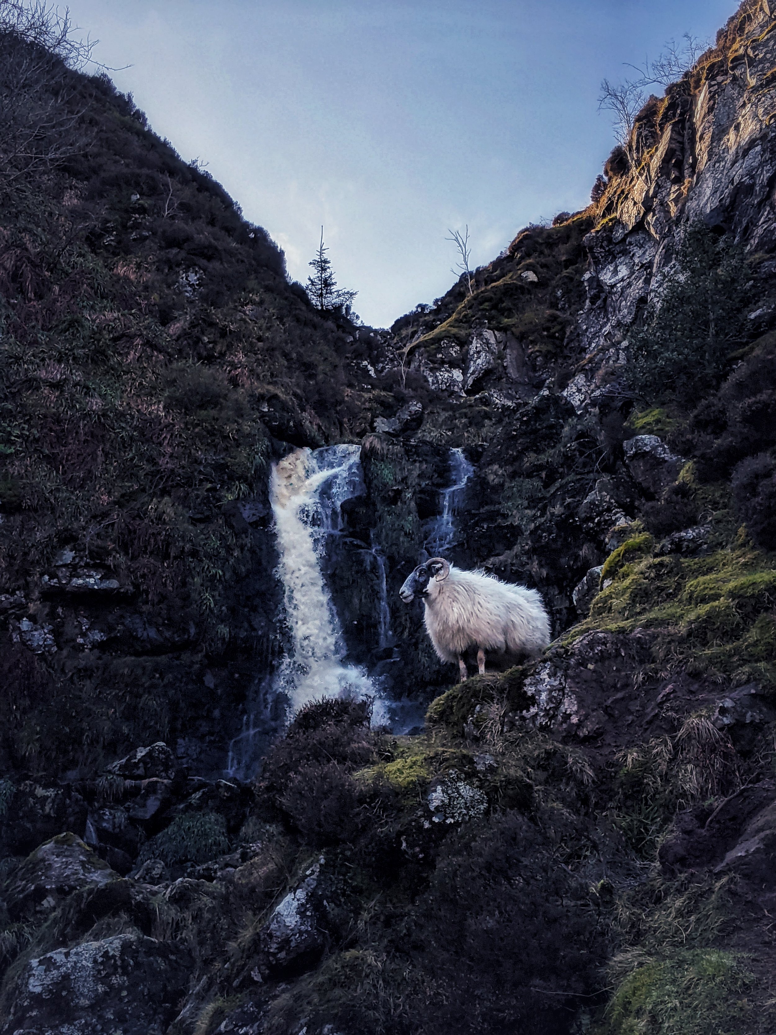 A large horned sheep with a black face stands at the edge of a waterfall cascading down a rocky crag.