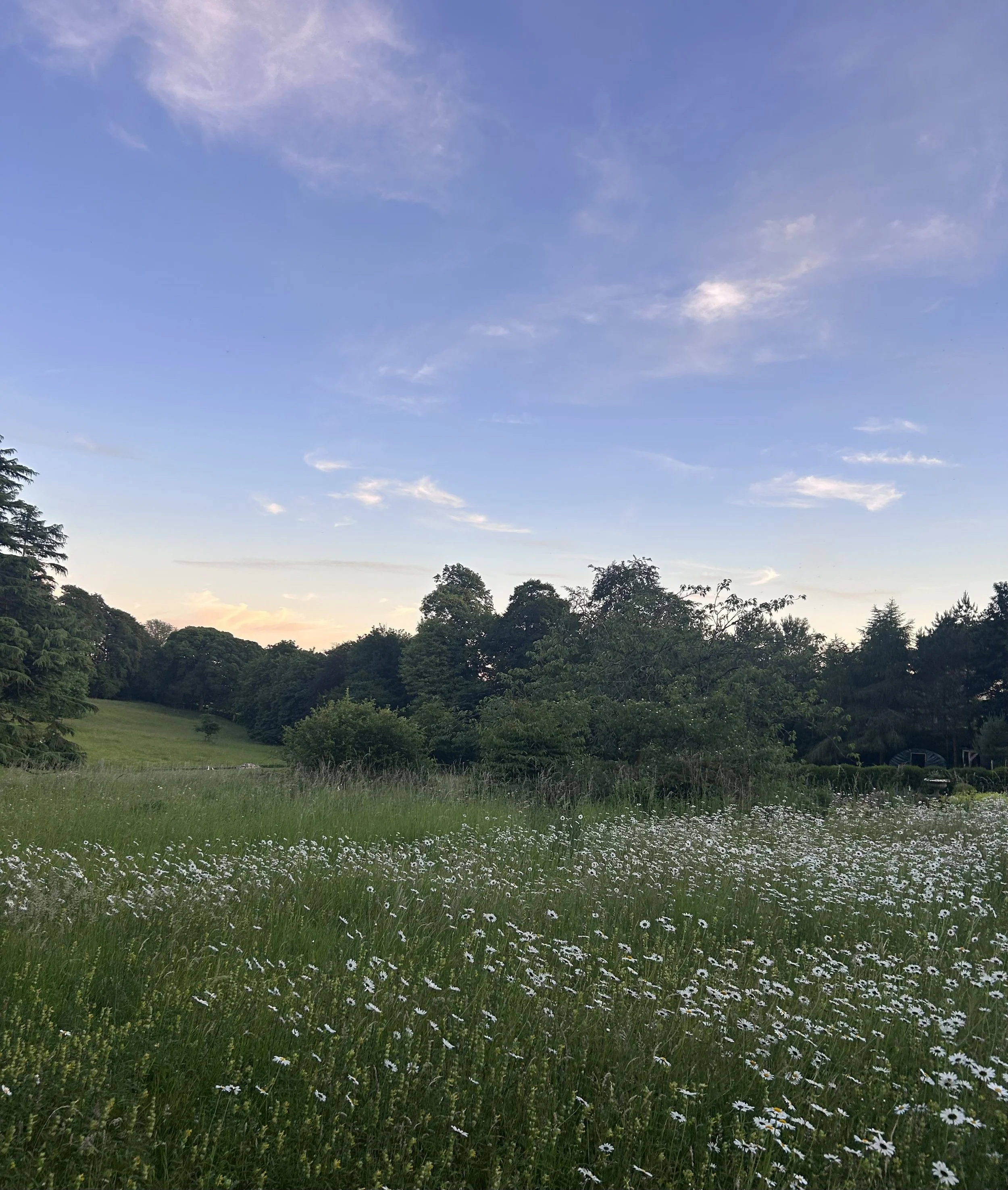 A scenic landscape featuring a green grassy field dotted with white daisies in the foreground, a line of trees in the middle ground, and a partly cloudy blue sky in the background, with the sun setting or rising near the horizon.
