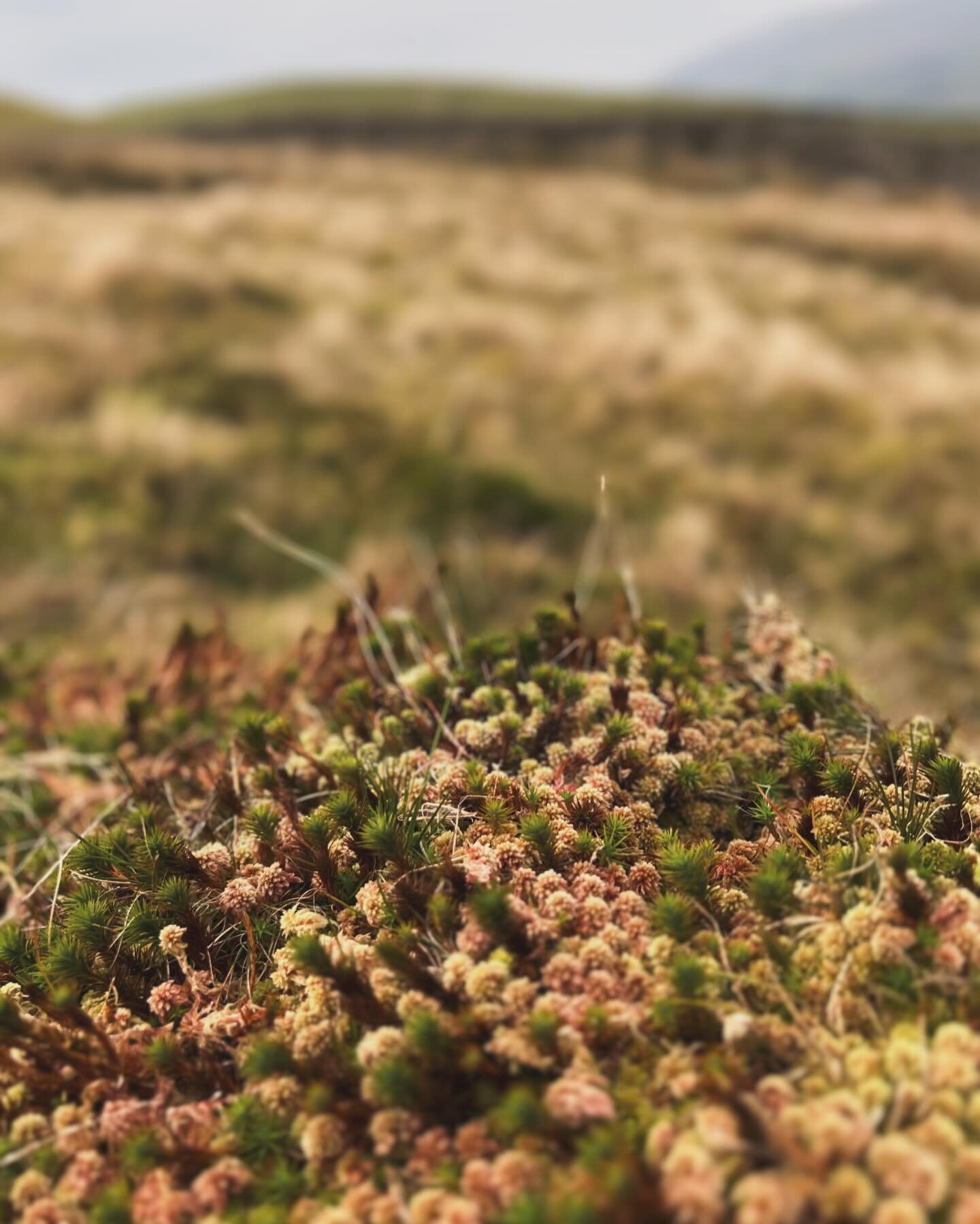 Sphagnum the supermoss! 

As we squelched our way across the moor yesterday I just had to stop to photograph this beauty. 

Sphagnum moss - a climate crisis challenging, flood fighting, biodiversity boosting superhero! Let&rsquo;s show it some love ?