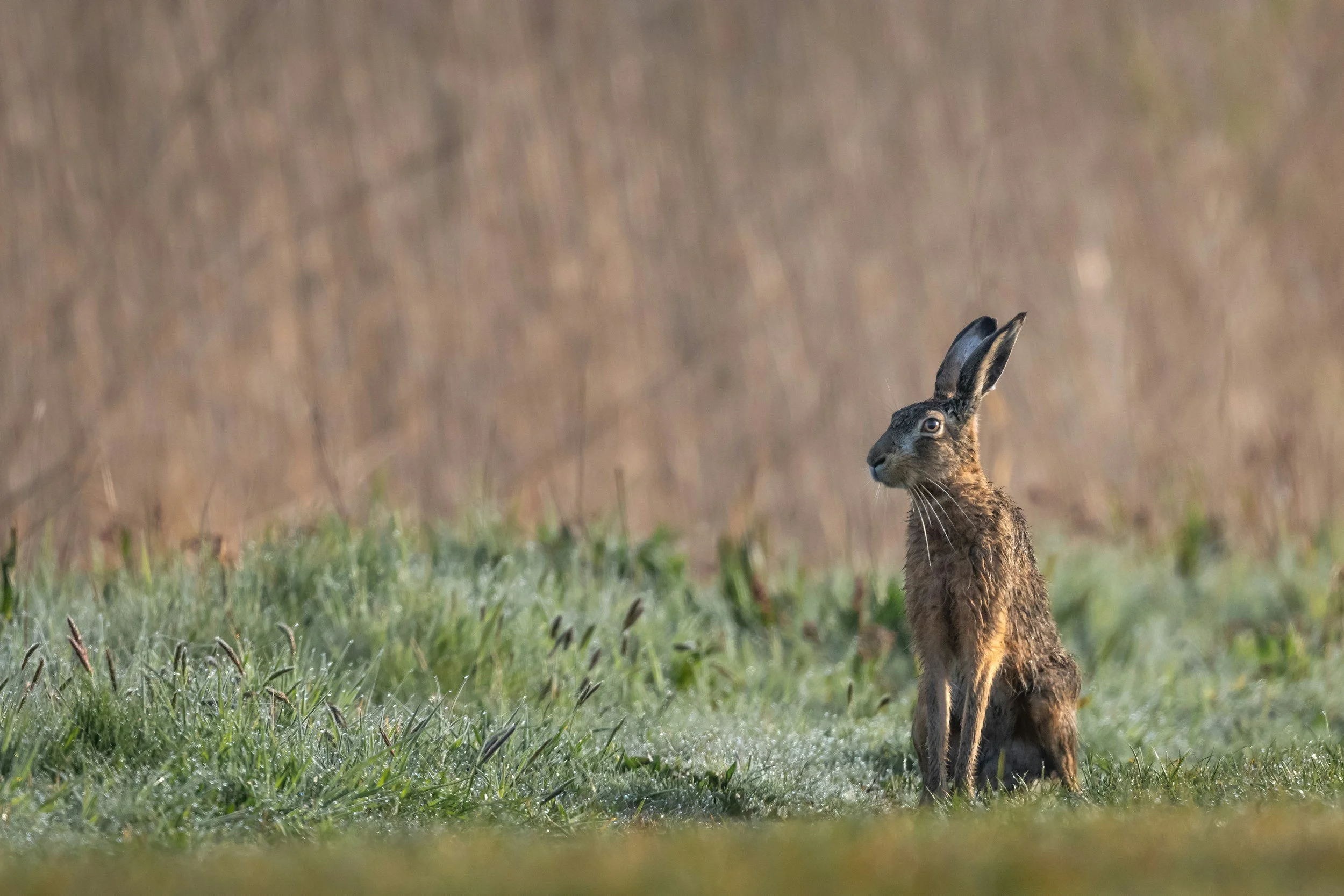 A brown hare sitting in a field with dewy grass and a blurred background.