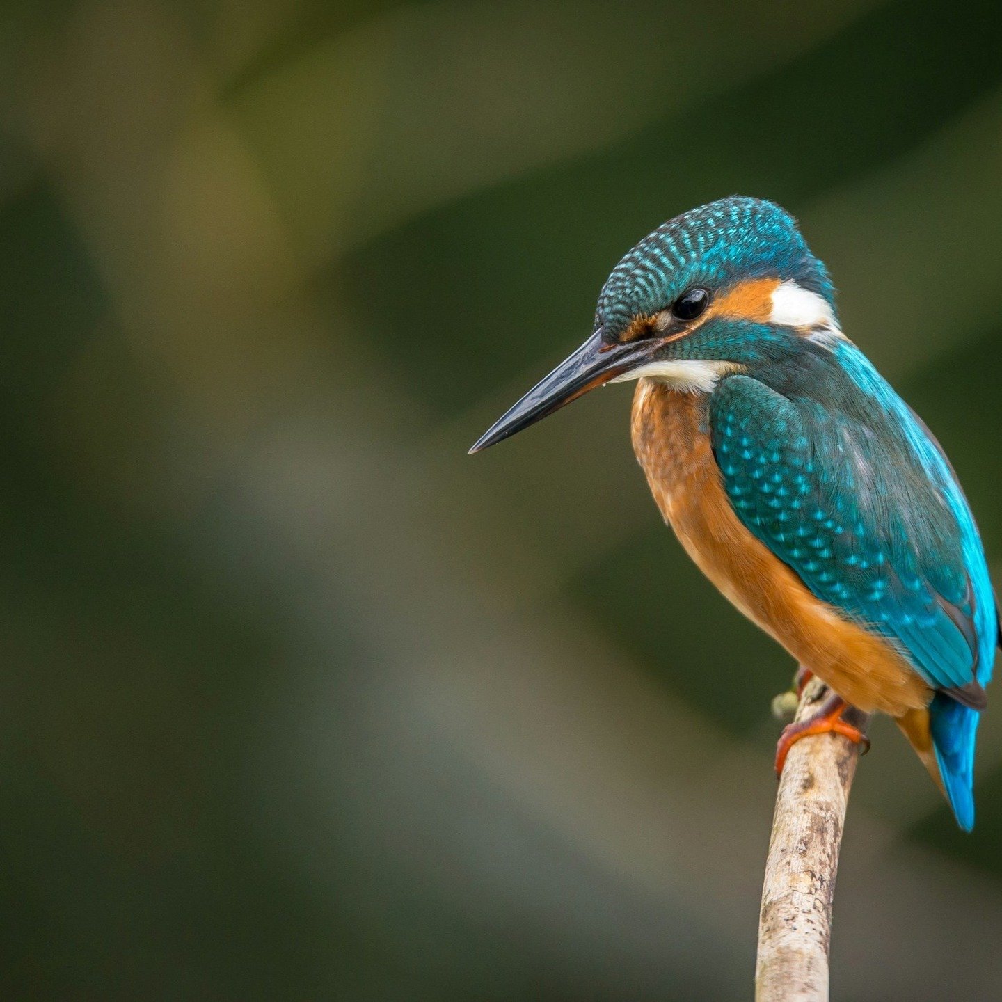 Nature is a masterclass in collaboration.

A stunning film about two of my favourite local species from #bbcwinterwatch recently got me thinking....

Otters and kingfishers are both river dwellers, yet not rivals. As otters glide through the water, t