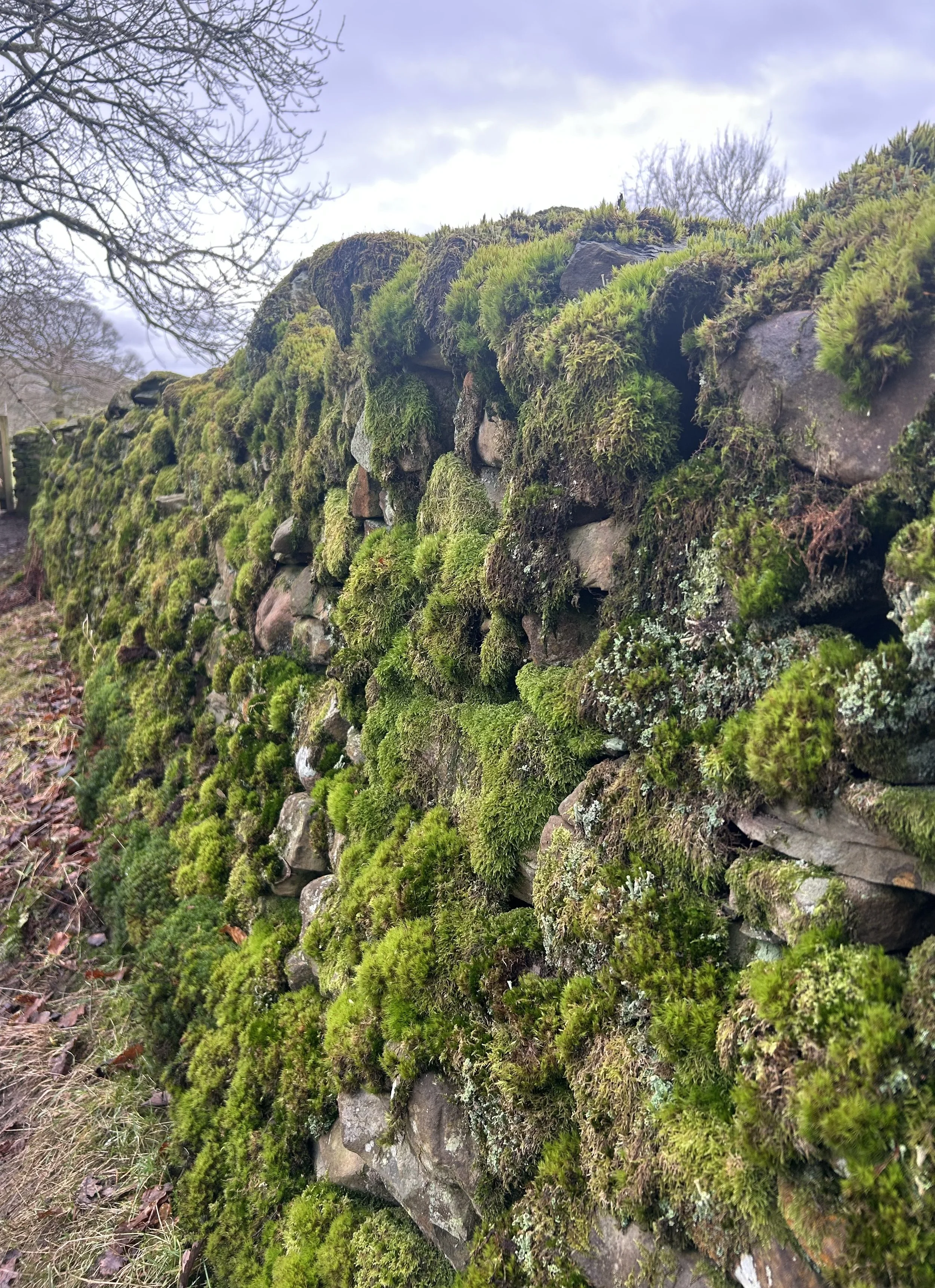 Re-Rooting:People places perspective