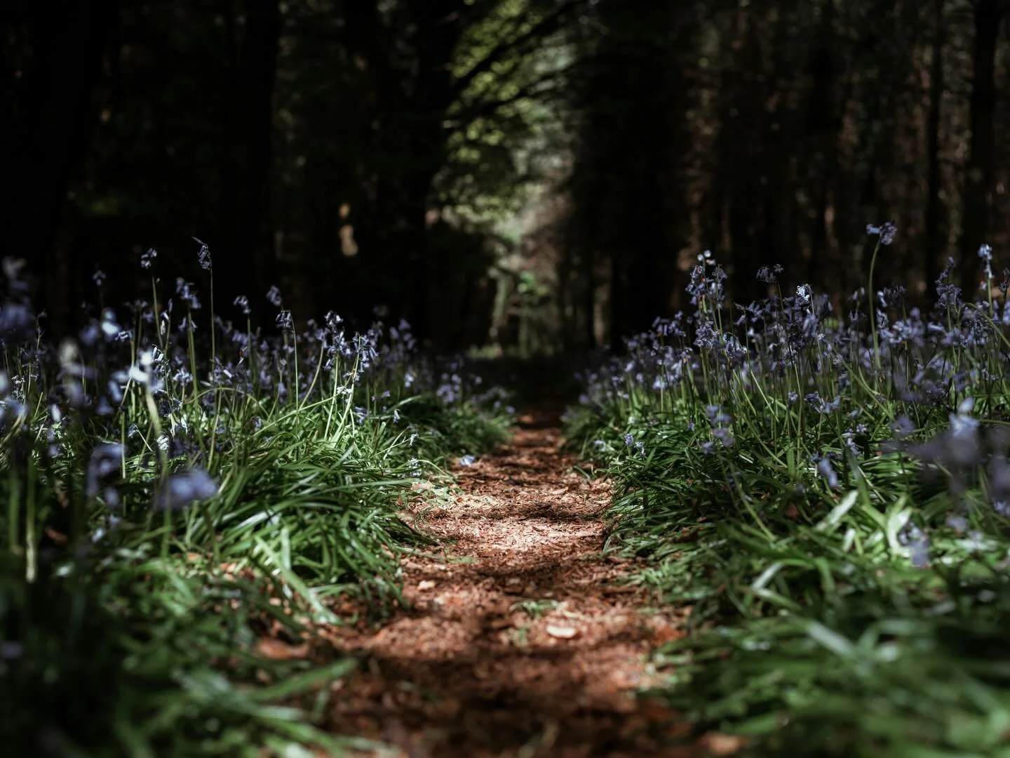 I have been walking in the bluebell woods alot over the past couple of weeks. That wash of blue, the stillness beneath the canopy, the intoxicating scent and richness of the earth. 

It is one of the places I return to again and again when the noise 