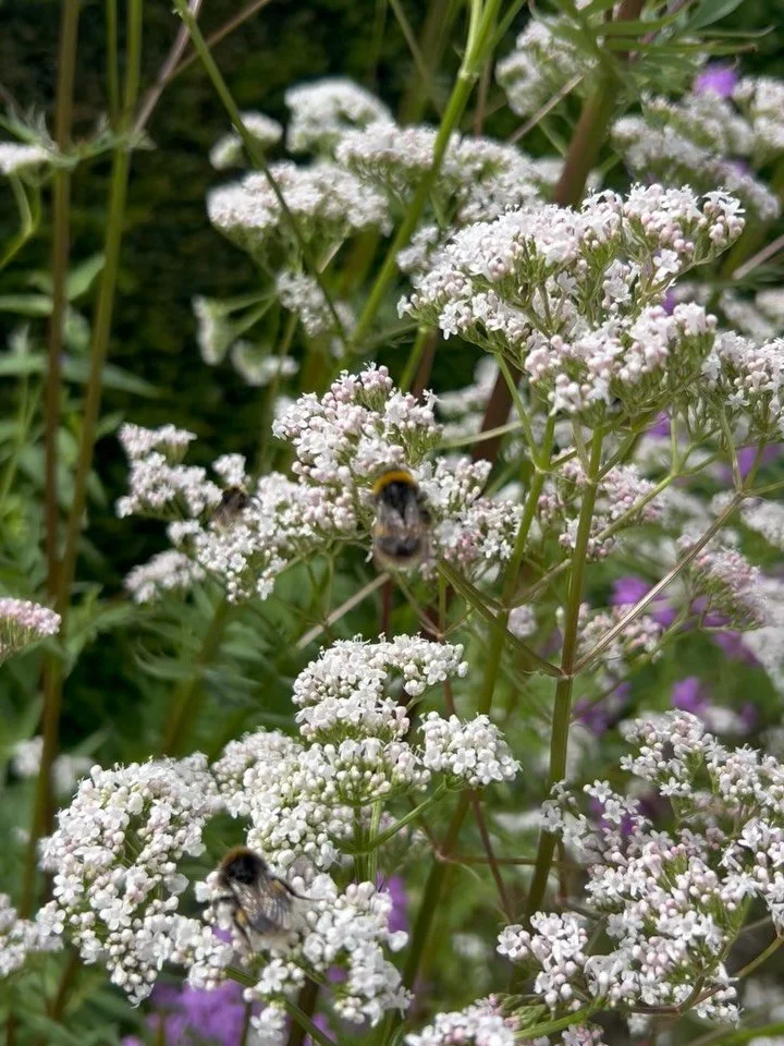 Places I&rsquo;ve been pausing to watch the bees lately 🐝 

Magical @york_gate_garden 

Walking in the @yorkshiredales seeking foxgloves against dry stone walls 

The beautiful alliums and wisteria cages @middletonlodge 

The @fl0wersmith garden - m