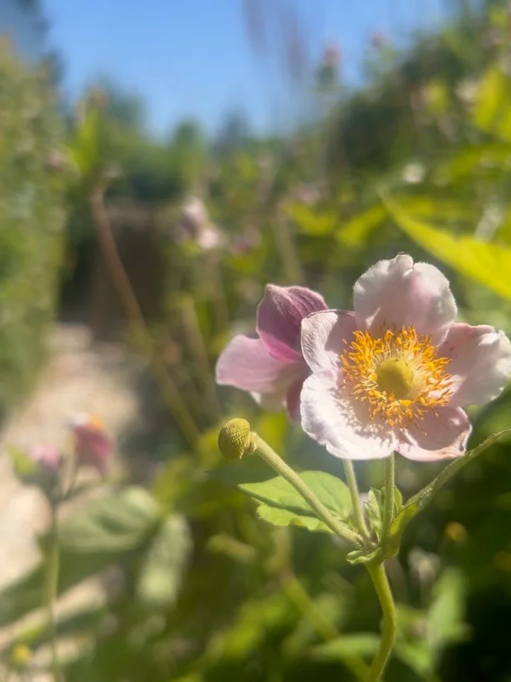Summer in the @fl0wersmith garden

🪴 🪏 🍃 🌻 🐝