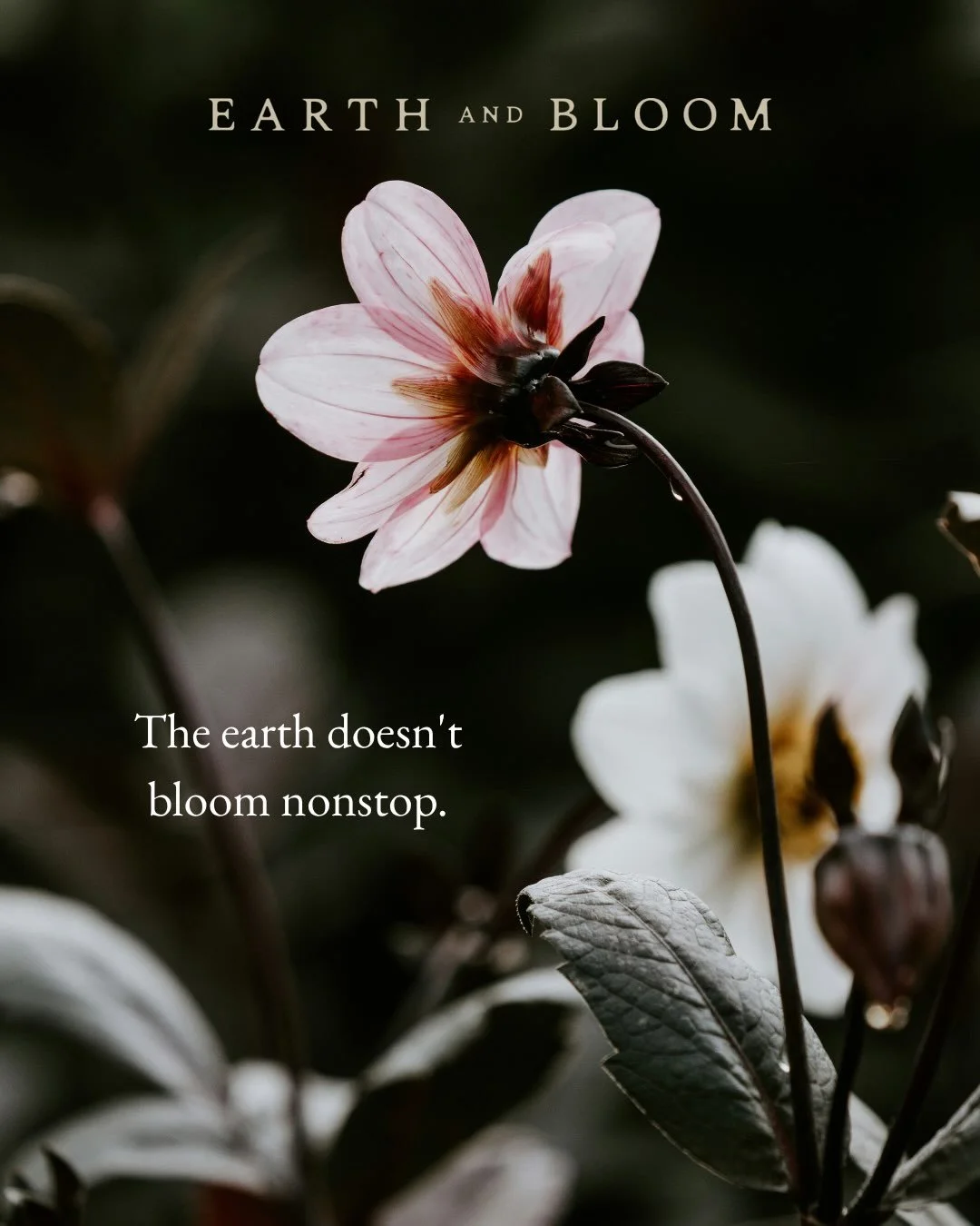 The earth doesn&rsquo;t bloom nonstop. It rests, it sheds, it stores up strength.

You&rsquo;d never expect a plant to flower all year round. But so many of us in health care and the other caring professions are running on that exact expectation &mda