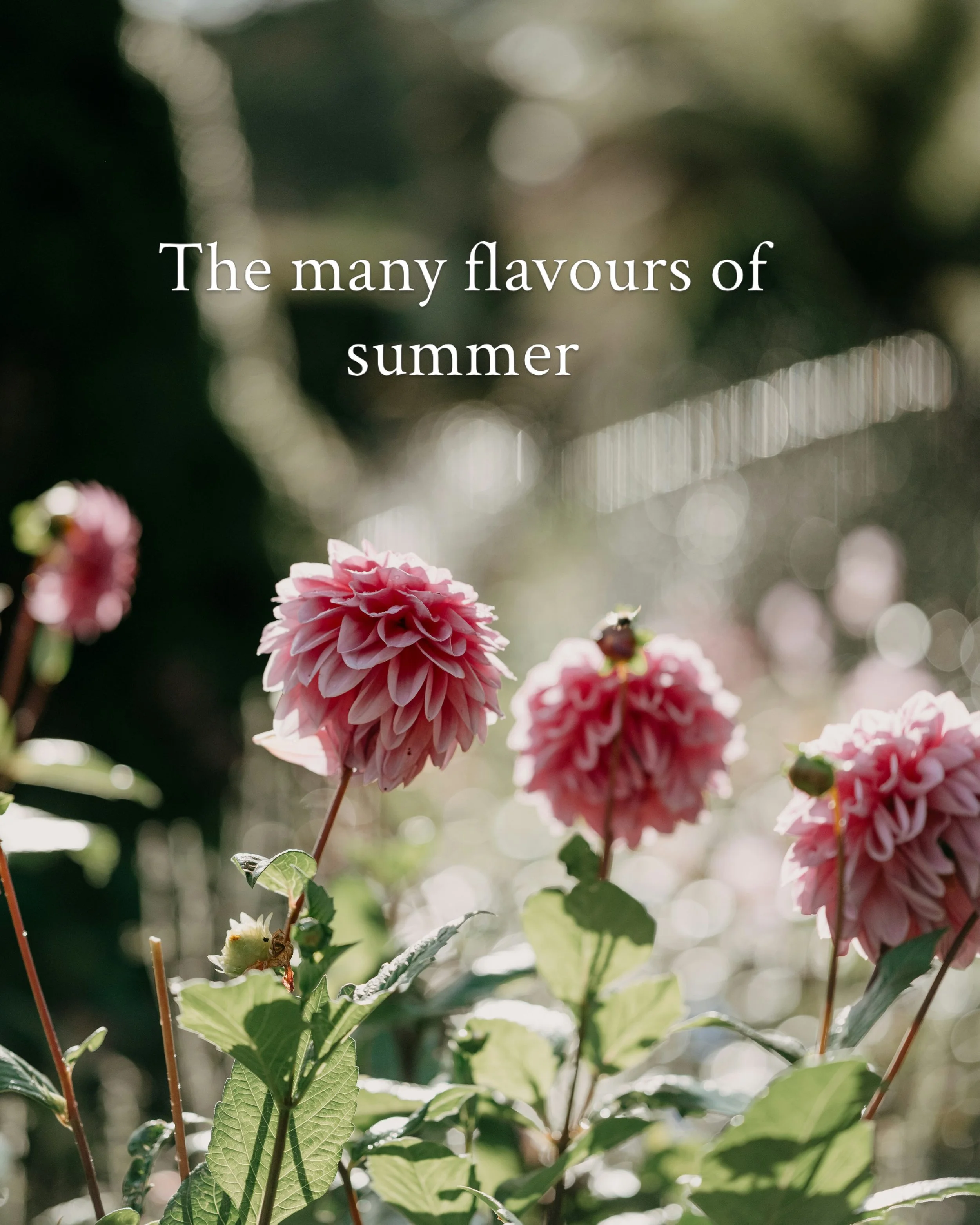 New newsletter out today! 🍦💗🤍🤎

In it, I talk about summer nostalgia in the midst of a climate emergency. 

How I made jelly for the first time in years. Neapolitan ice cream sliced off the block, those rectangular cones I can never seem to find 