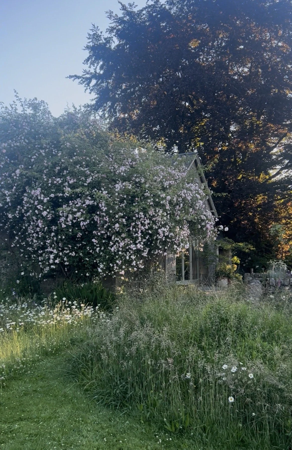 A house with a sloped roof surrounded by a garden with various trees and flowering plants, including a large bush with pink and white flowers, under a clear blue sky in the late afternoon or early evening.