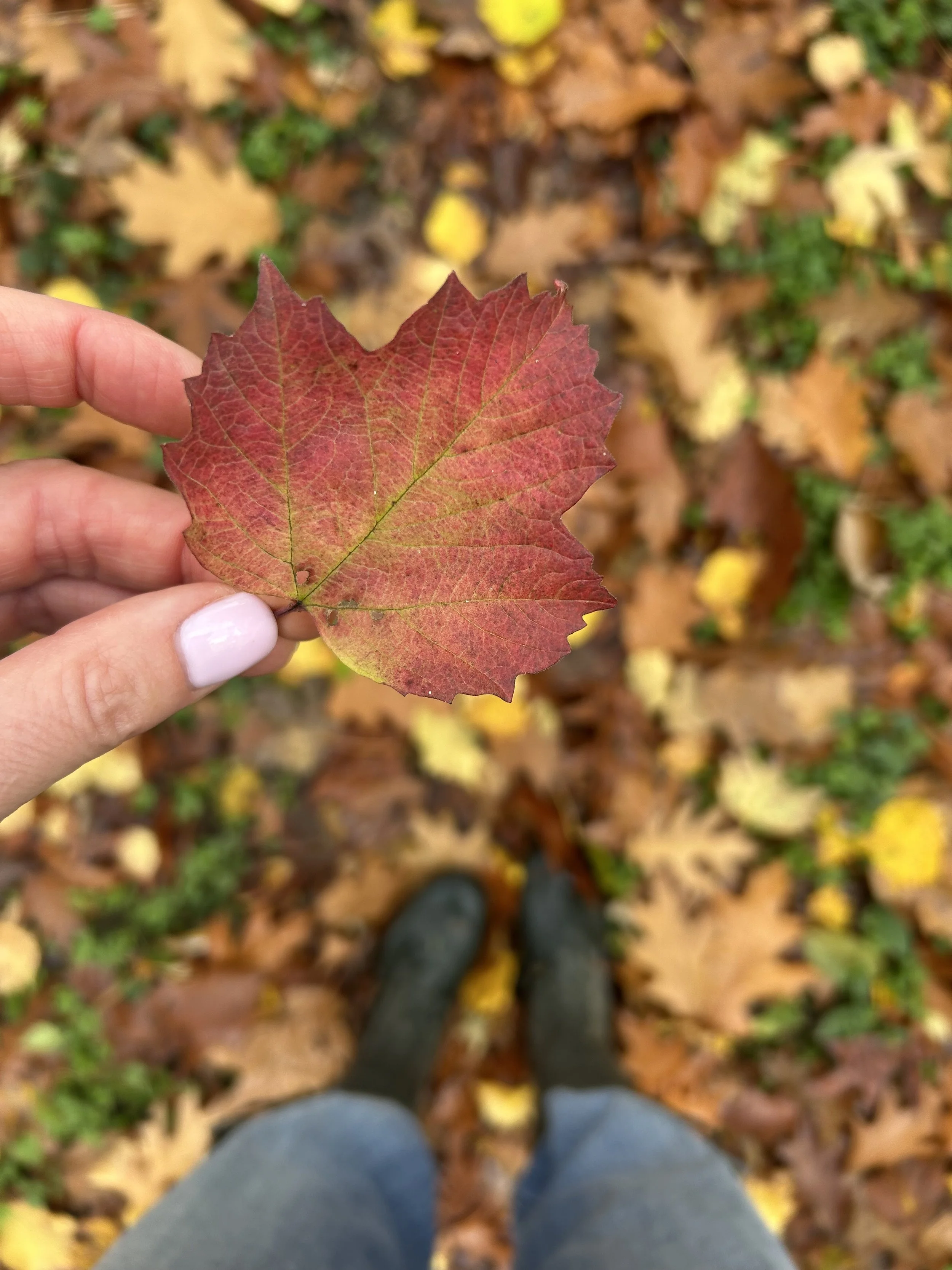 A person holding a red autumn leaf with visible veins, standing on a ground covered with fallen leaves in various shades of yellow, brown, and green.