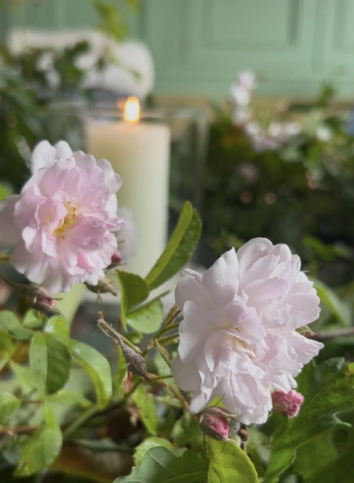Close-up of pink double flowers with green leaves, with a blurred candle in the background.