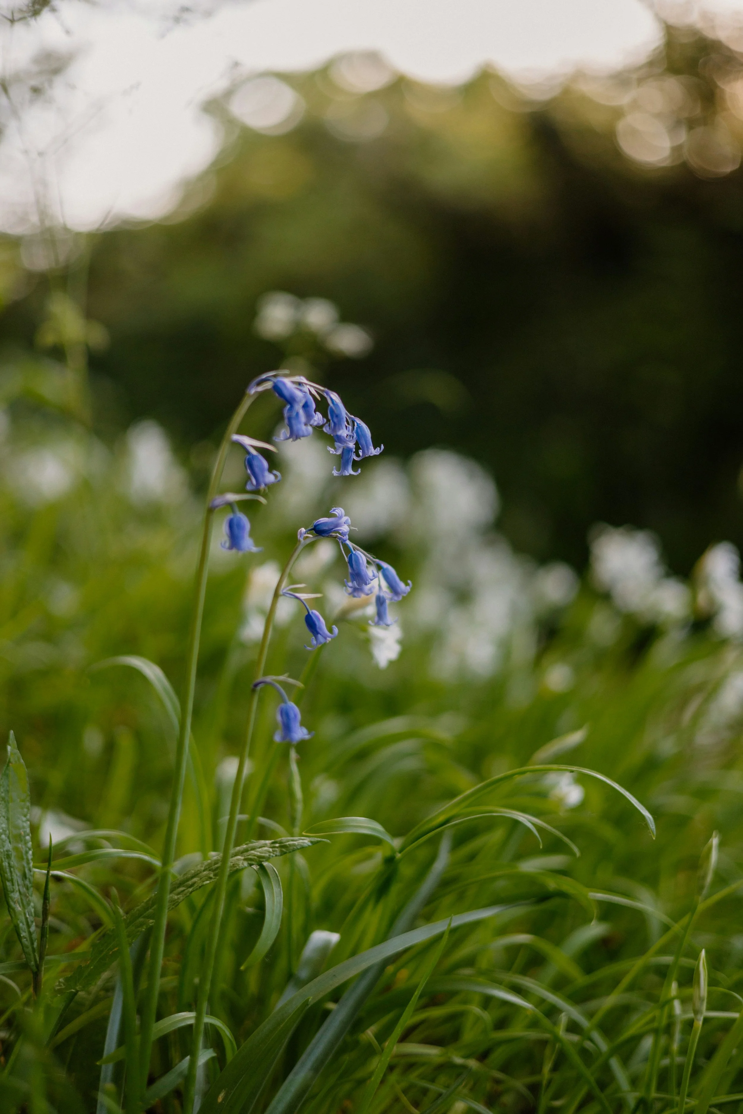 Close-up of a cluster of small blue bell-shaped flowers growing amid green grass and foliage in a natural setting.