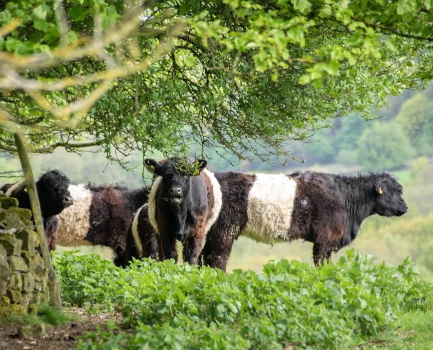 Belted Galloway cows grazing in a green pasture, surrounded by trees.