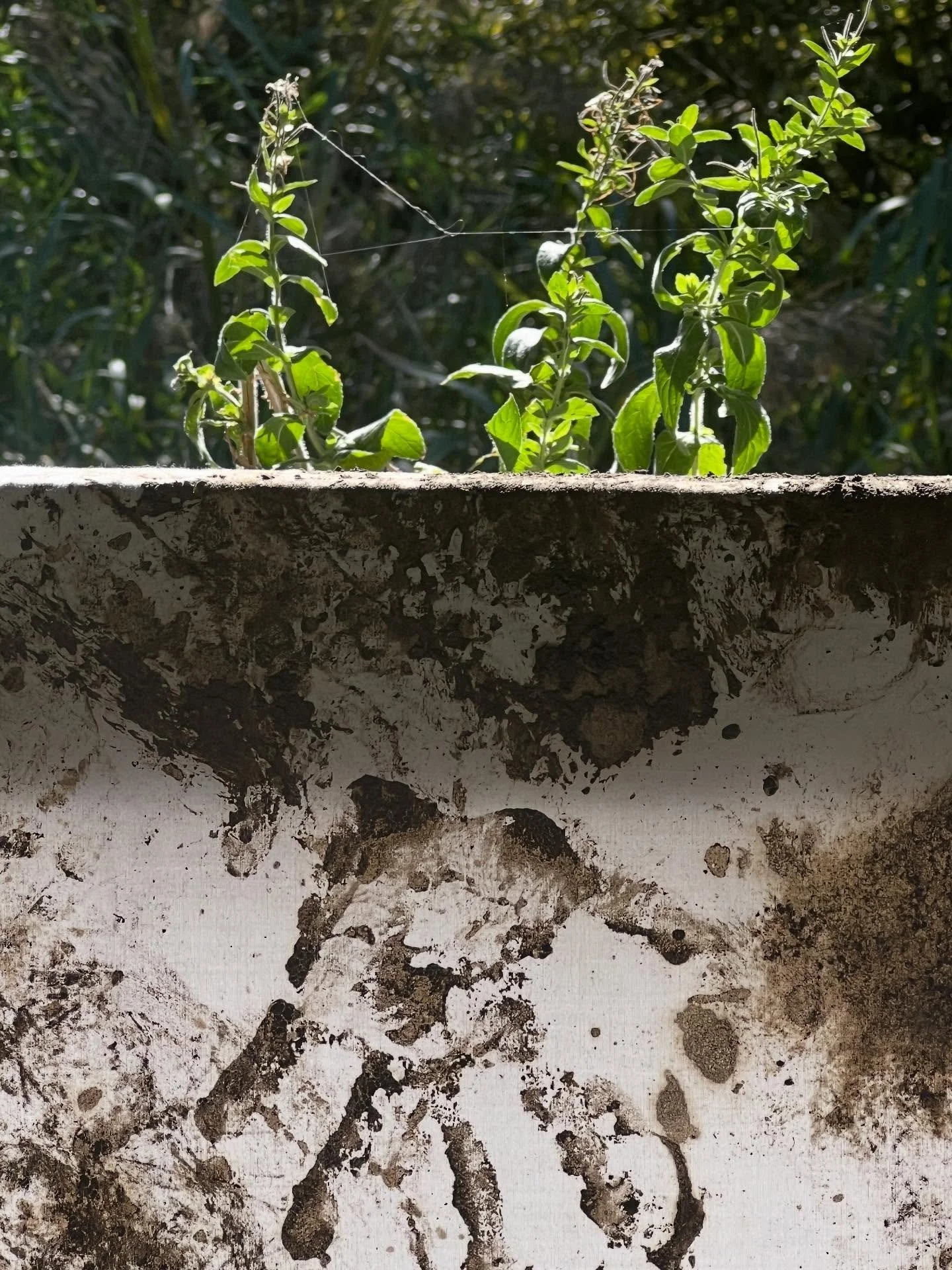 Children&rsquo;s Mud Marks
about the landscape 
left in the landscape 
@longlanepasture 
Laura Fox 2025