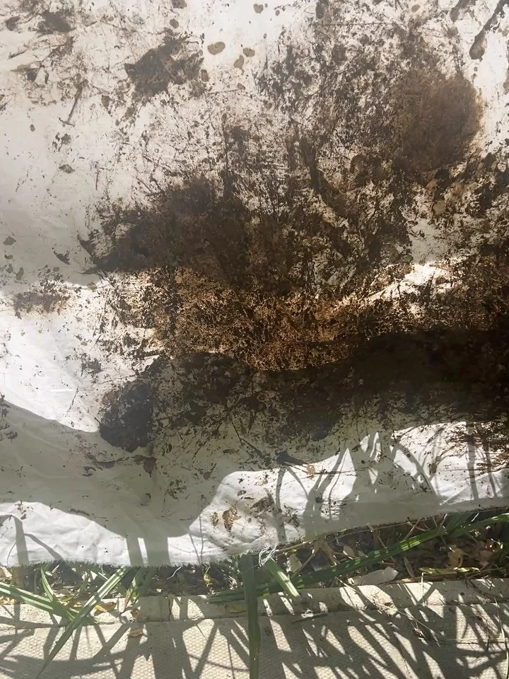 #shadowsandlight 

Children&rsquo;s Mud Marks
about the landscape 
left in the landscape @longlanepasture
Laura Fox 2025