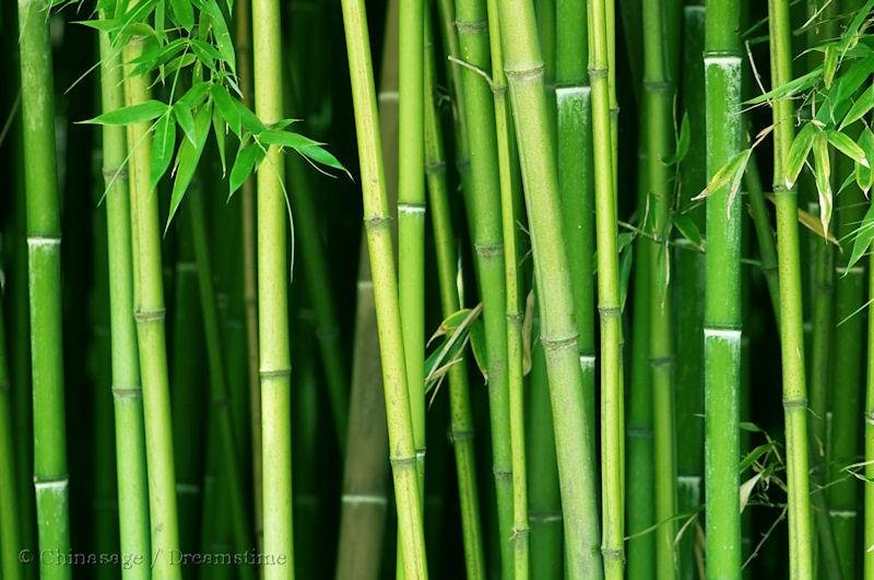 BambooStems.jpg