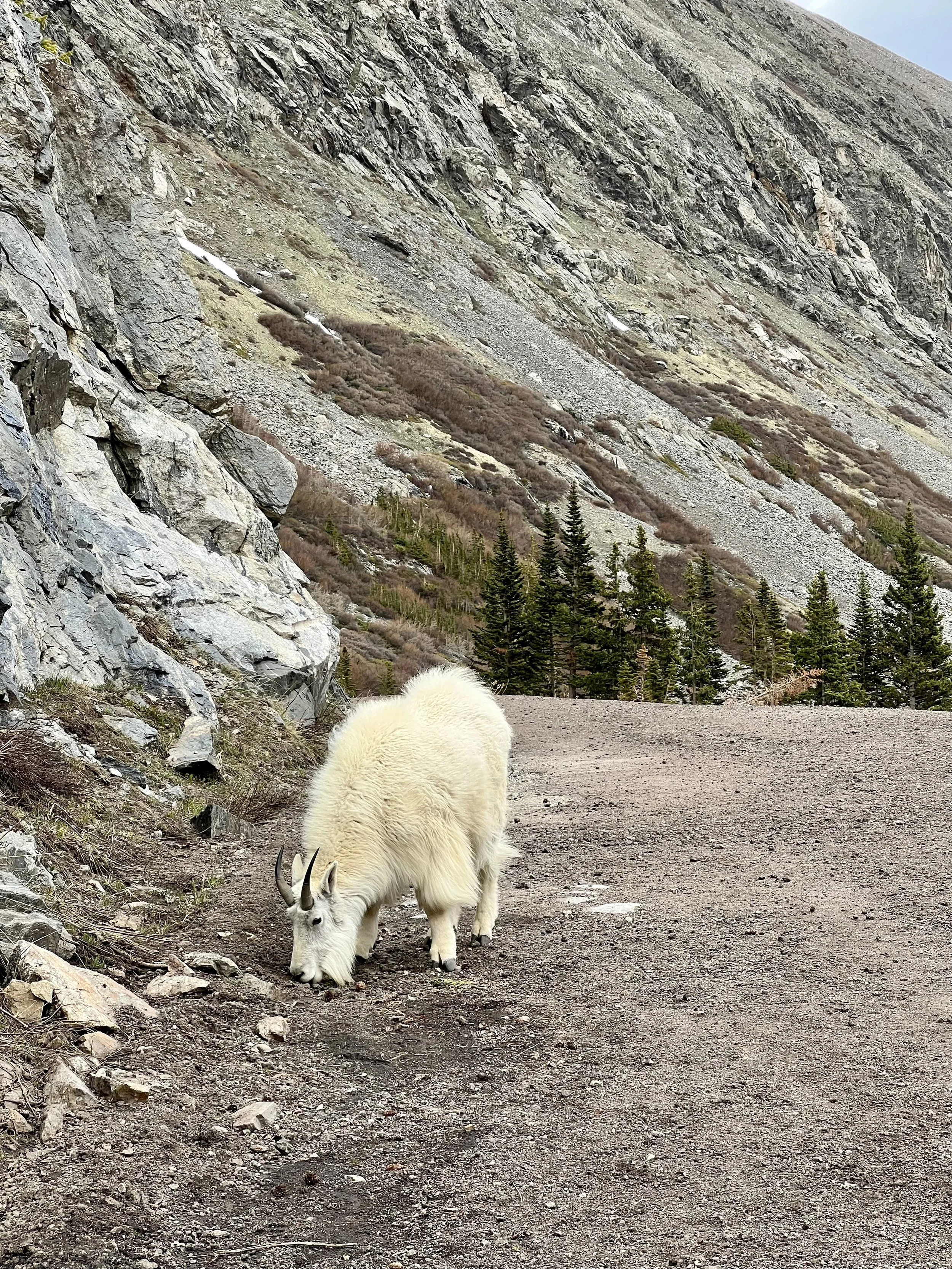 mountain goats in colorado mountains