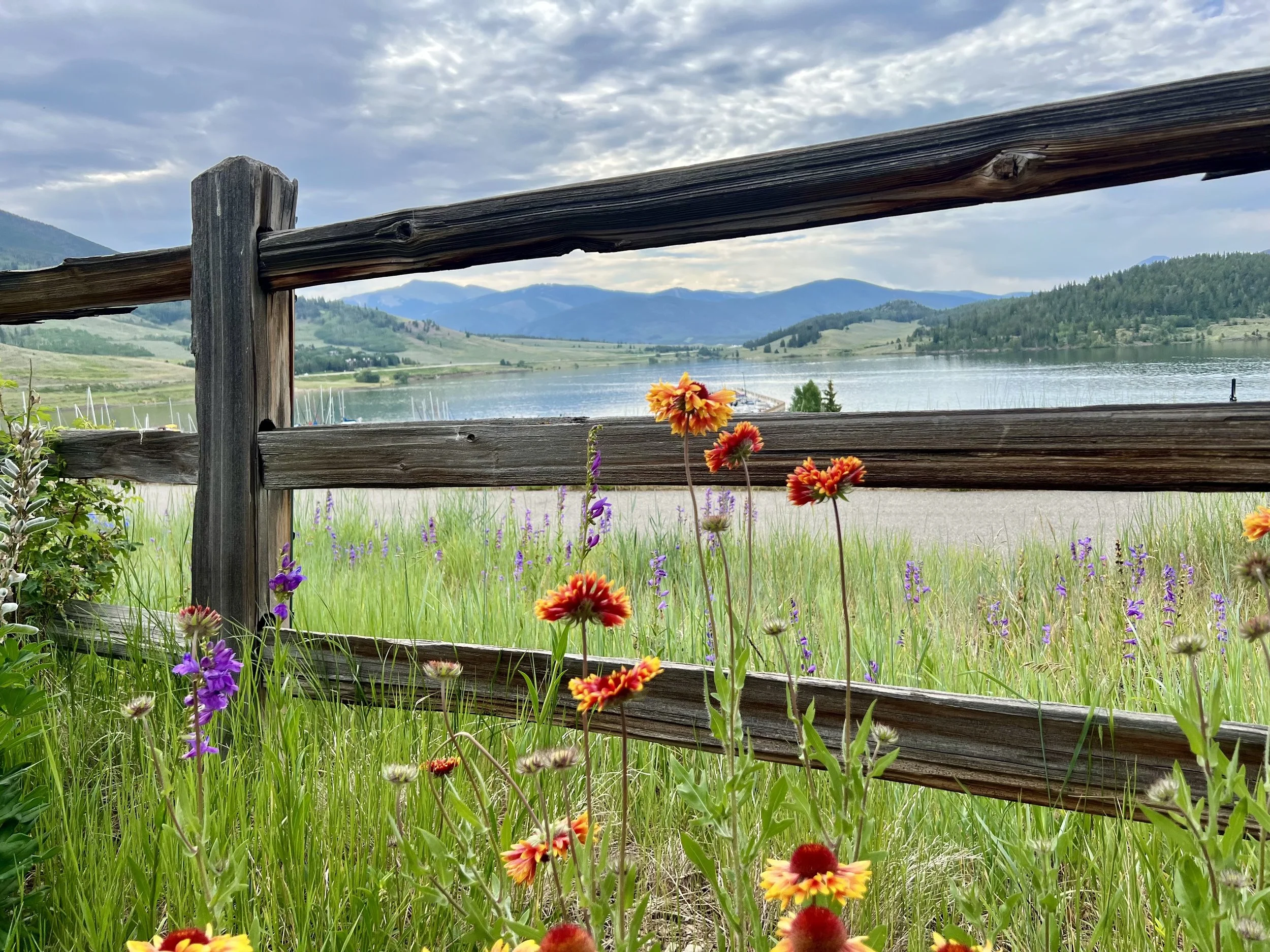 wildflowers in colorado