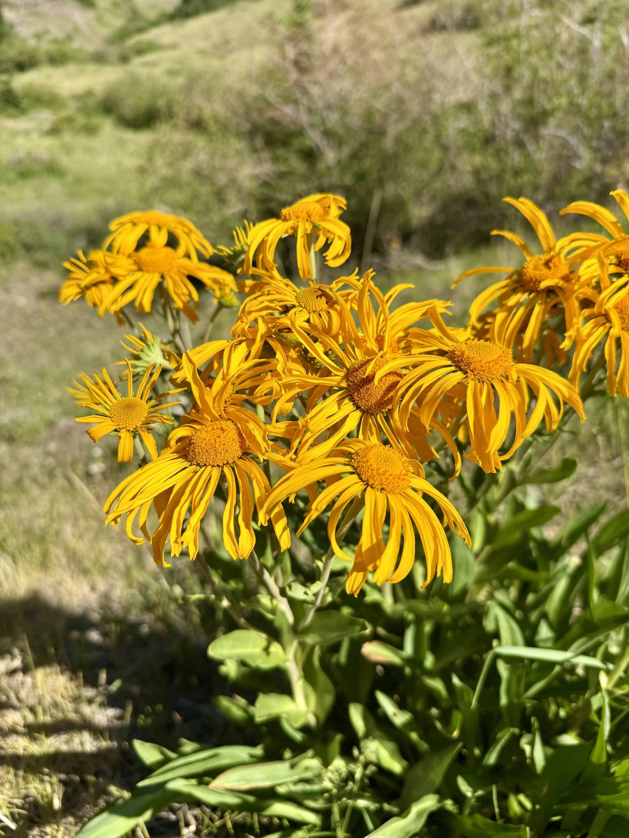 yellowhead flower plant colorado nature