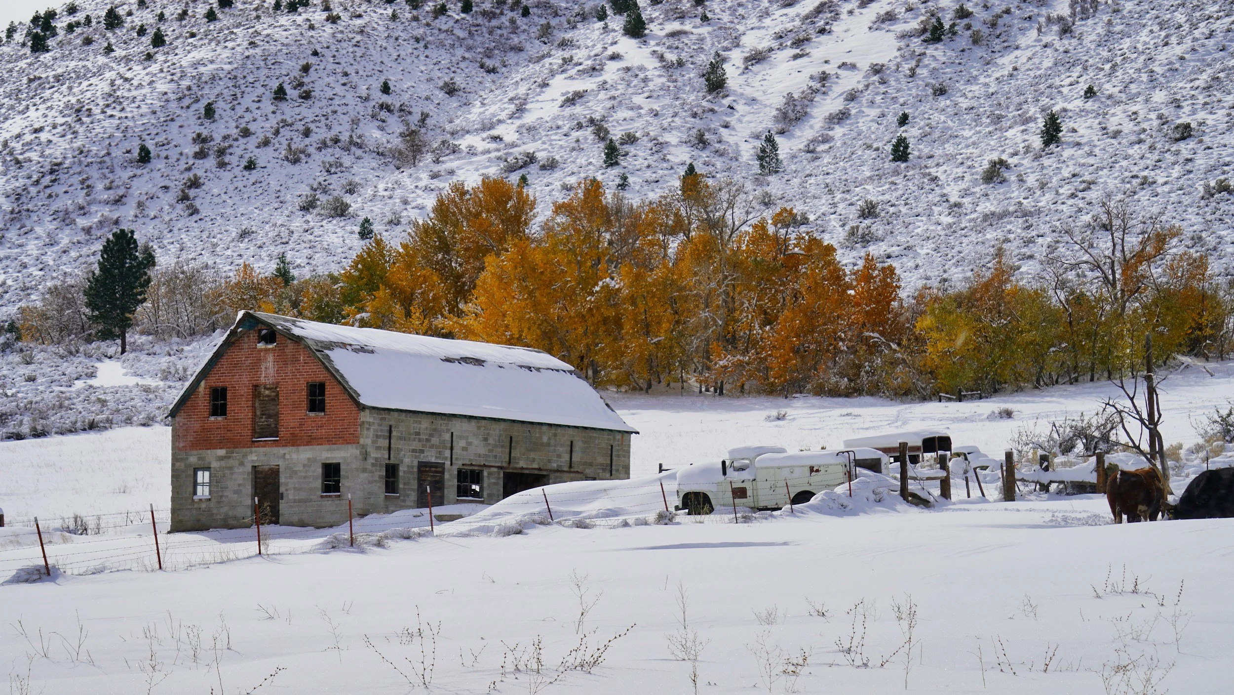 Tarryall, CO | Winter Scene 2025-2026 Season