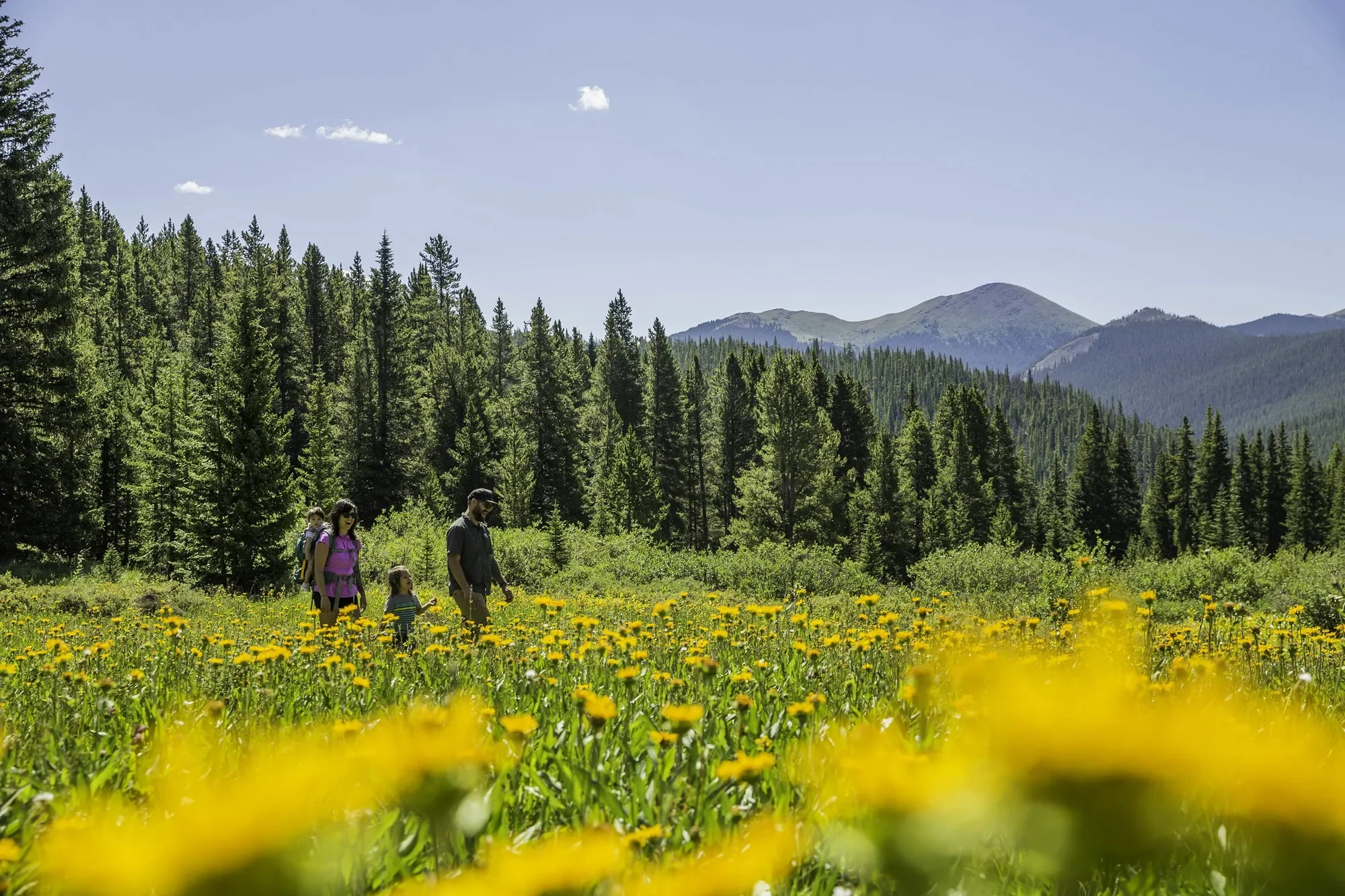 Breckenridge Wildflower Week