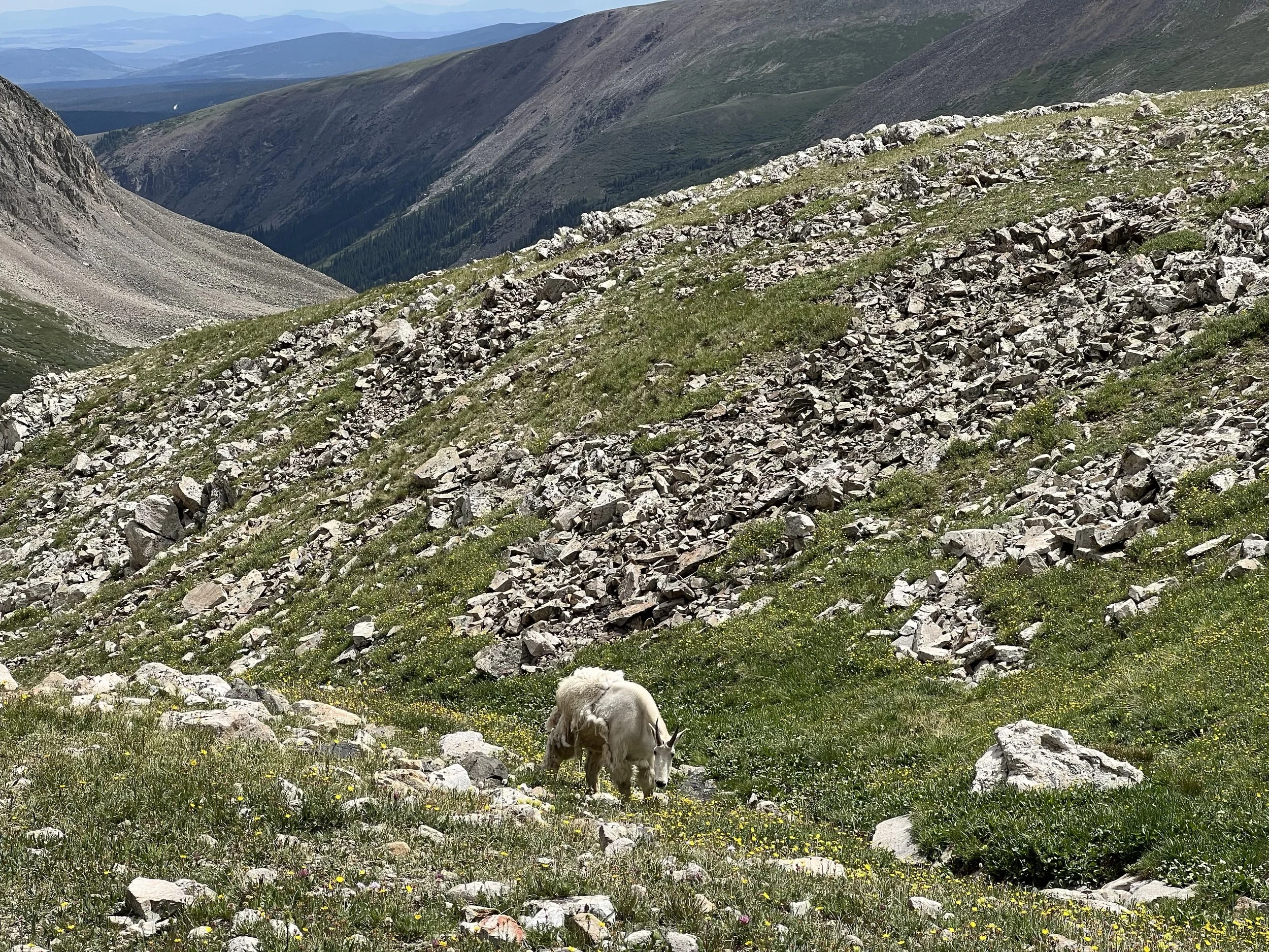 mountain goat colorado mountains