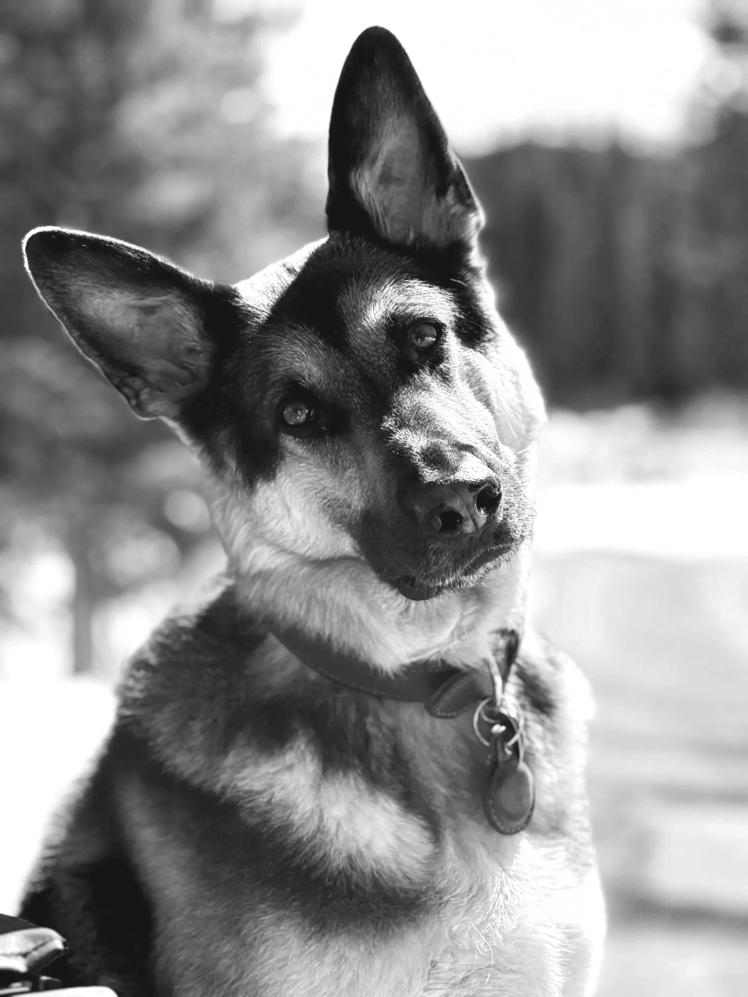 Mr Gibbs the BuyBreck Team Puppy