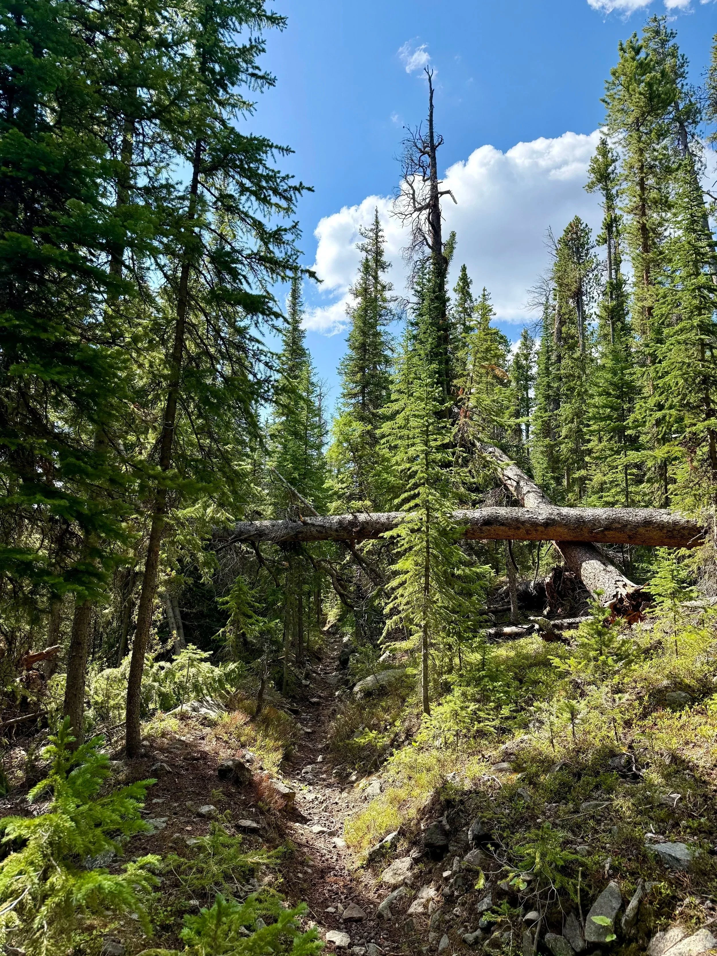 Colorado Mountain Biking Trails