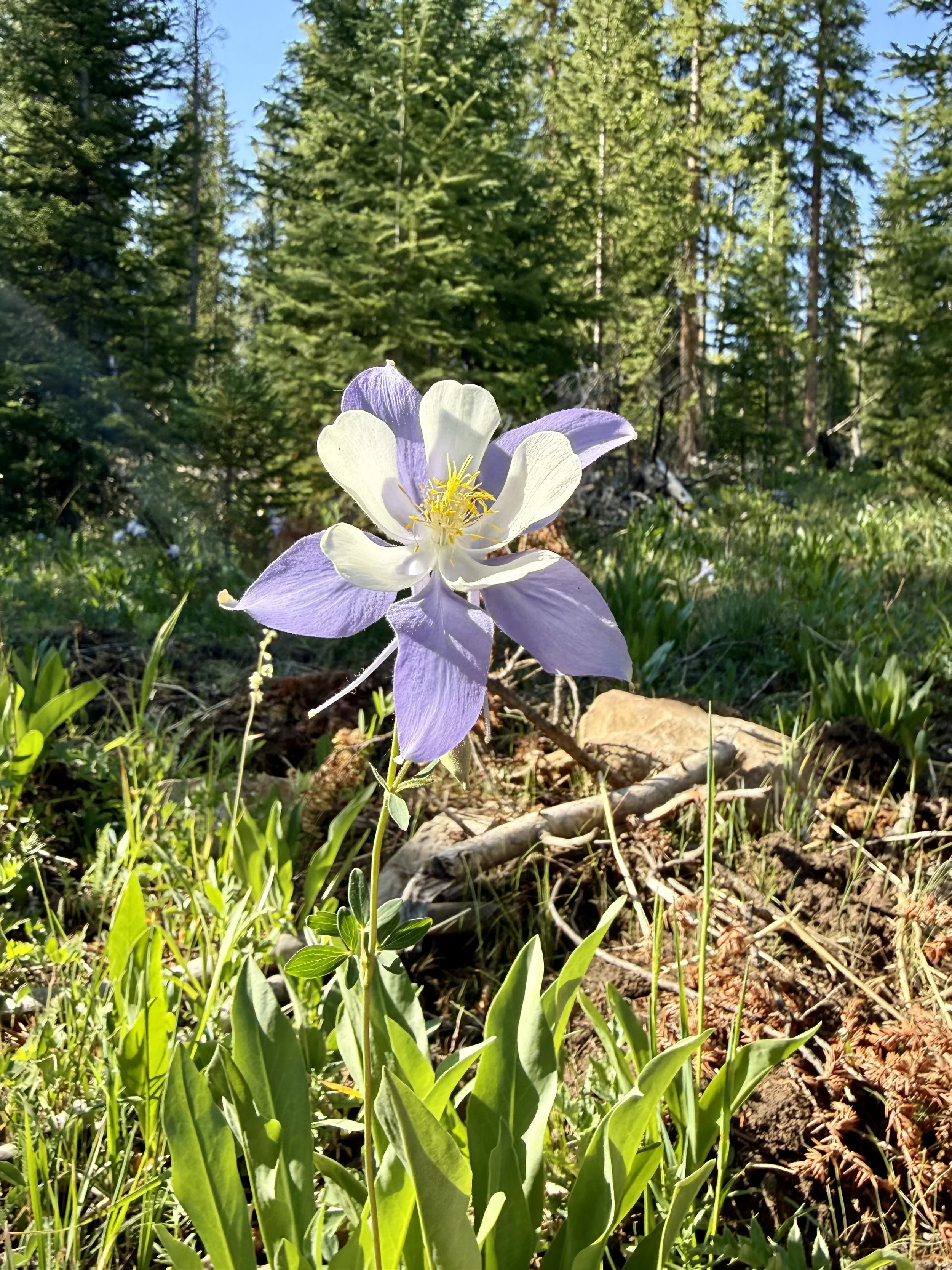 colorado blue columbine flower