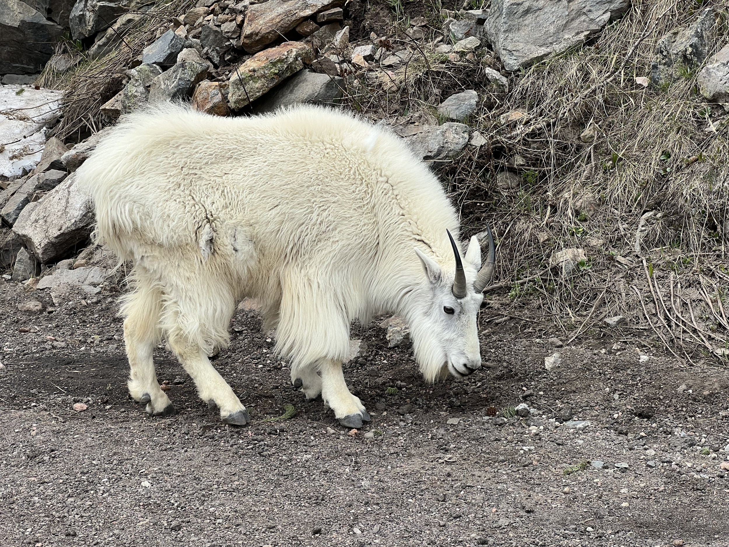 mountain goat colorado