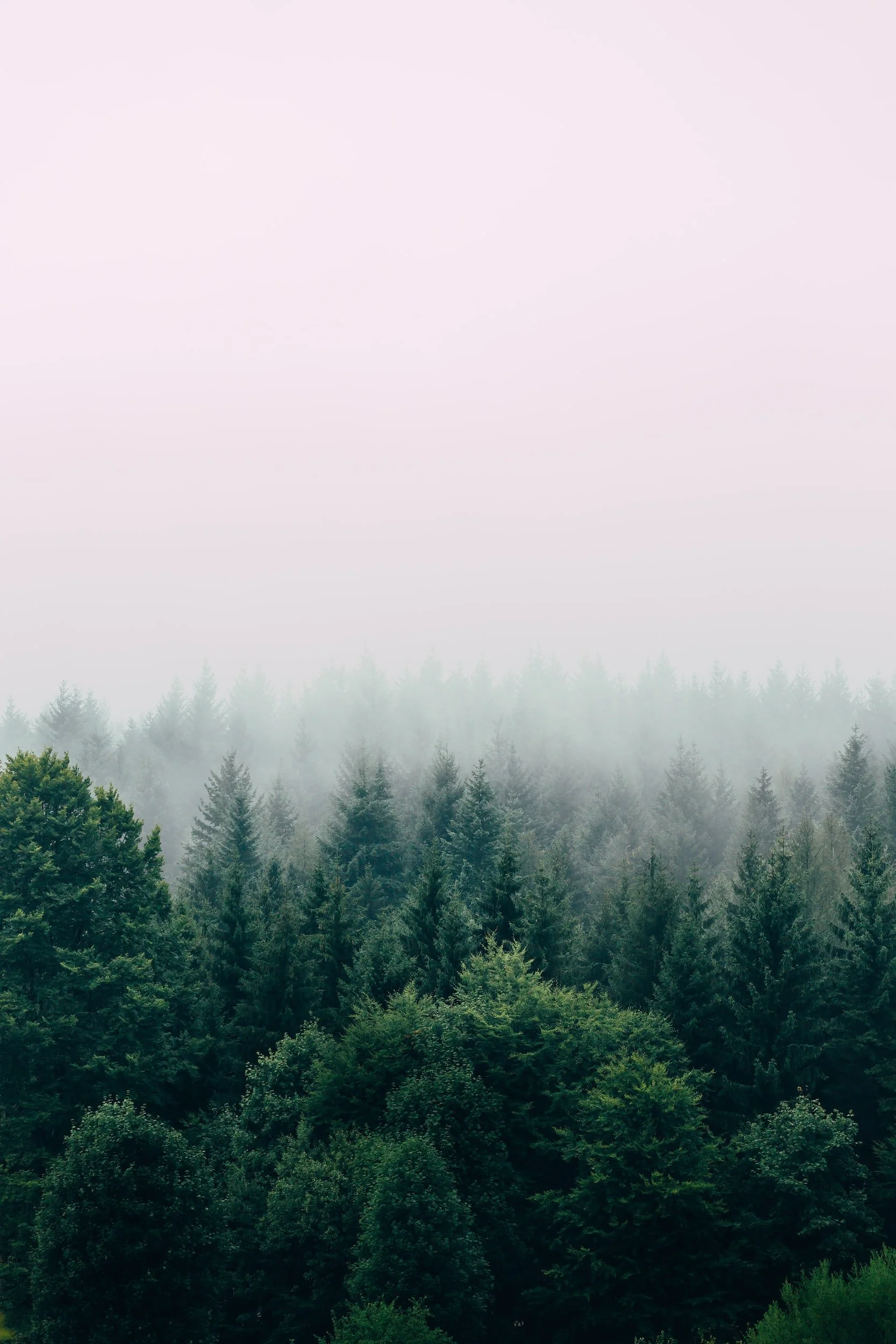 A misty forest with tall evergreen trees and a pinkish sky in the background.