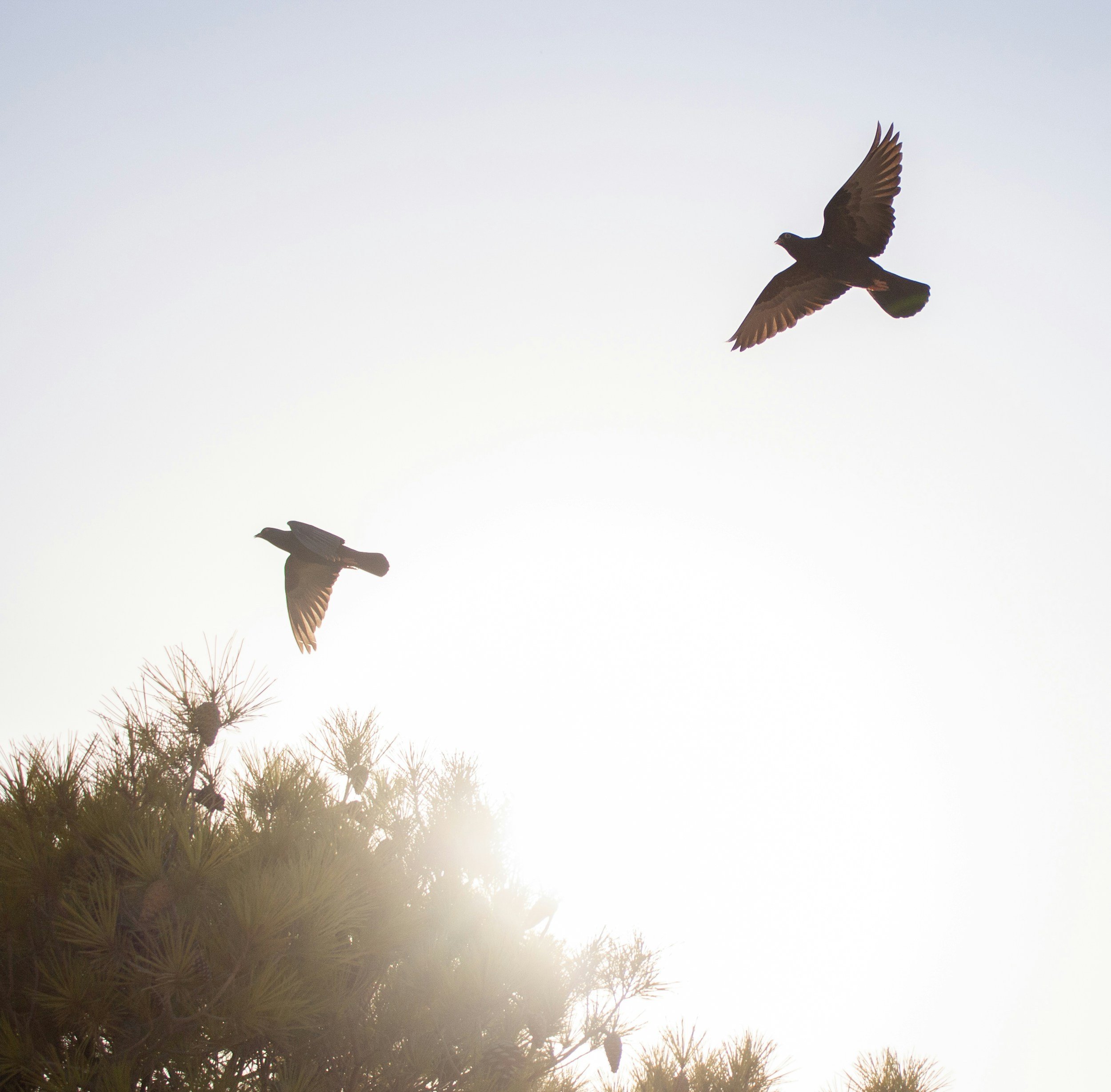 Two birds flying in the sky above pine trees with sunlight shining through.