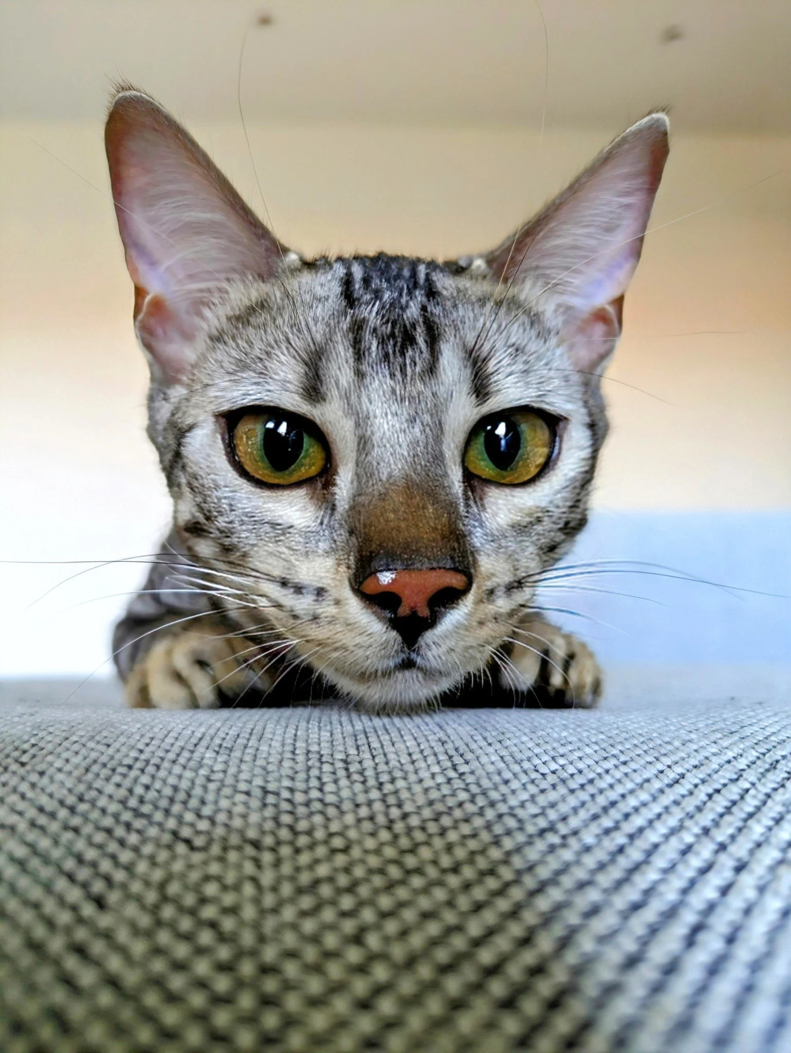"A la que te muevas, te muerdo y araño a la vez jijijijij" 
Una mirada vale más que mil palabras 😻🥰
#catsitter #catsitterlife #catsittermadrid #gatos #cats #cat #cangurogato #cangurogatos #canguromadrid #cangurogatosmadrid